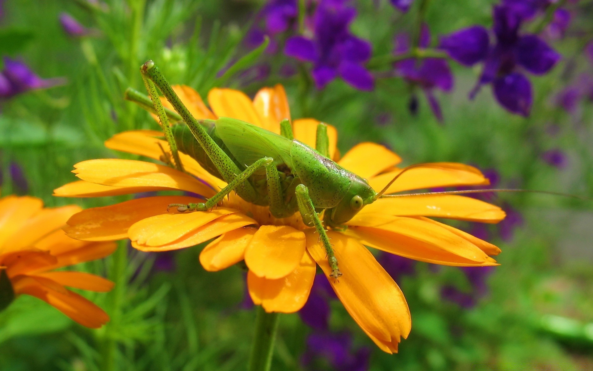 insects nature flower summer leaf garden outdoors flora insect bright petal color growth grass floral wild blooming fair weather