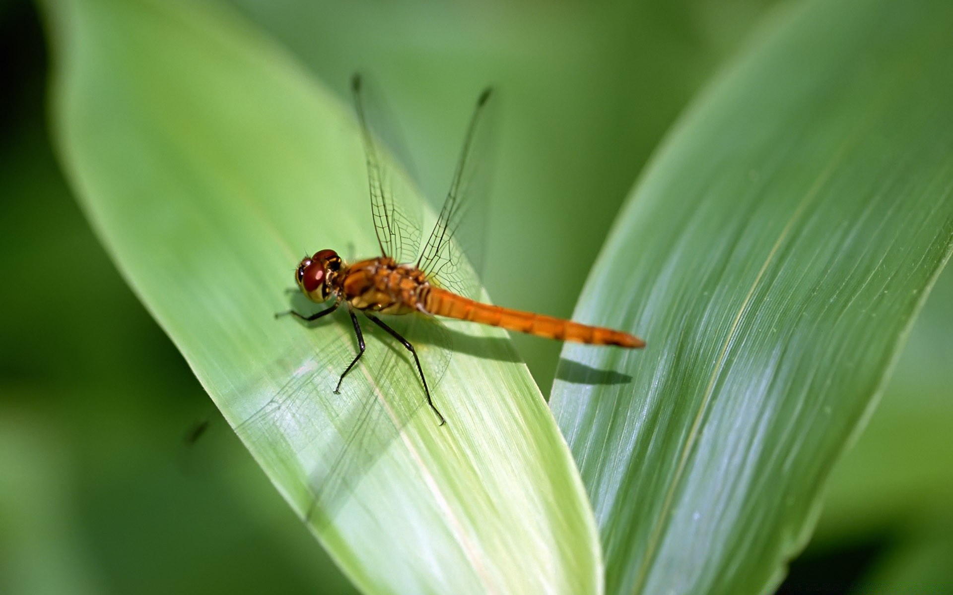 insekten insekt libelle natur tierwelt tier im freien blatt garten