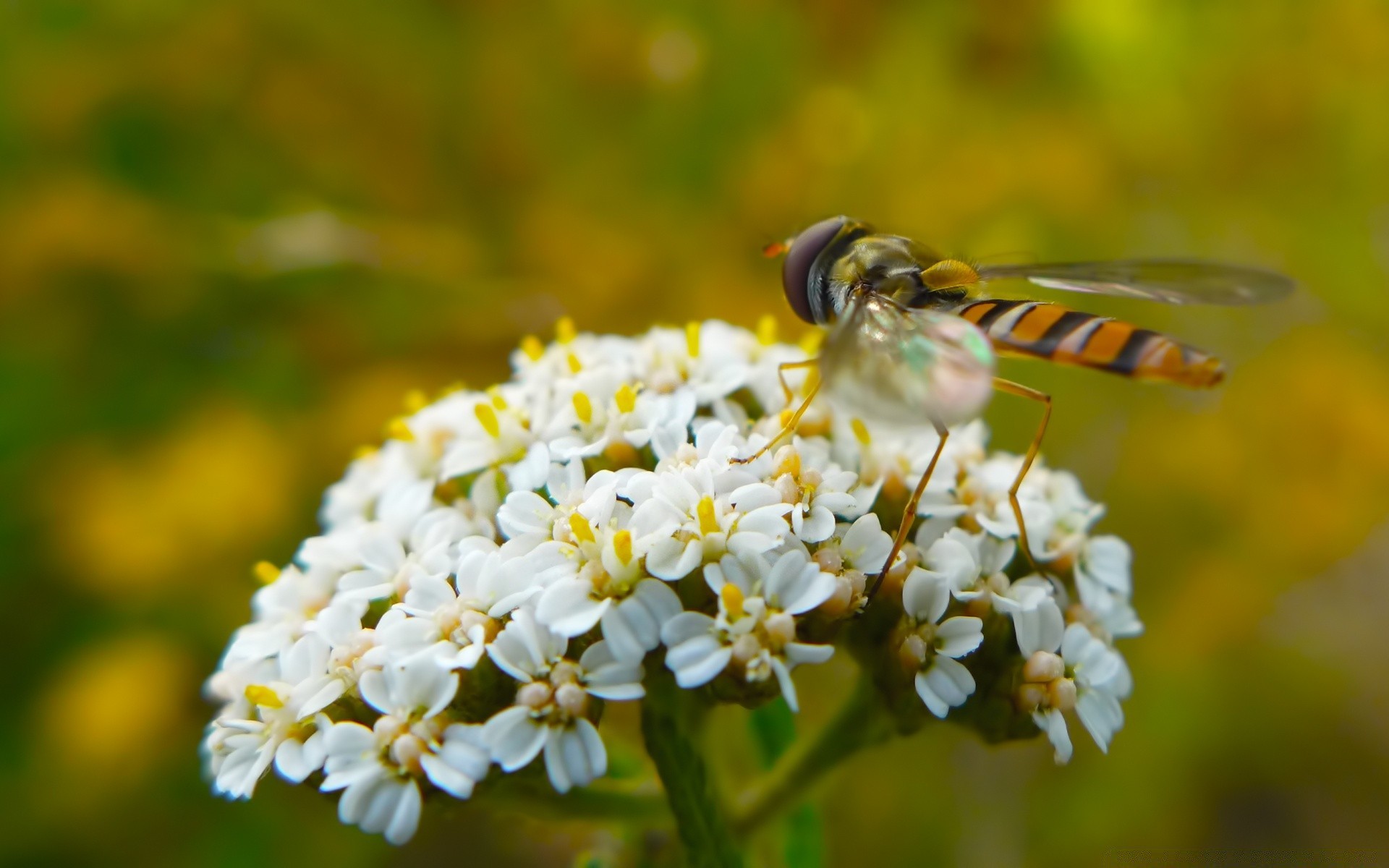 insects insect nature flower bee outdoors summer fly flora pollen wild nectar pollination leaf garden close-up little