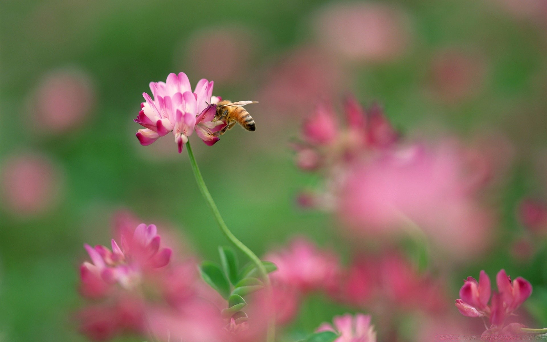 insects flower nature garden flora summer petal leaf blooming field grass bright close-up color hayfield floral park outdoors wild growth