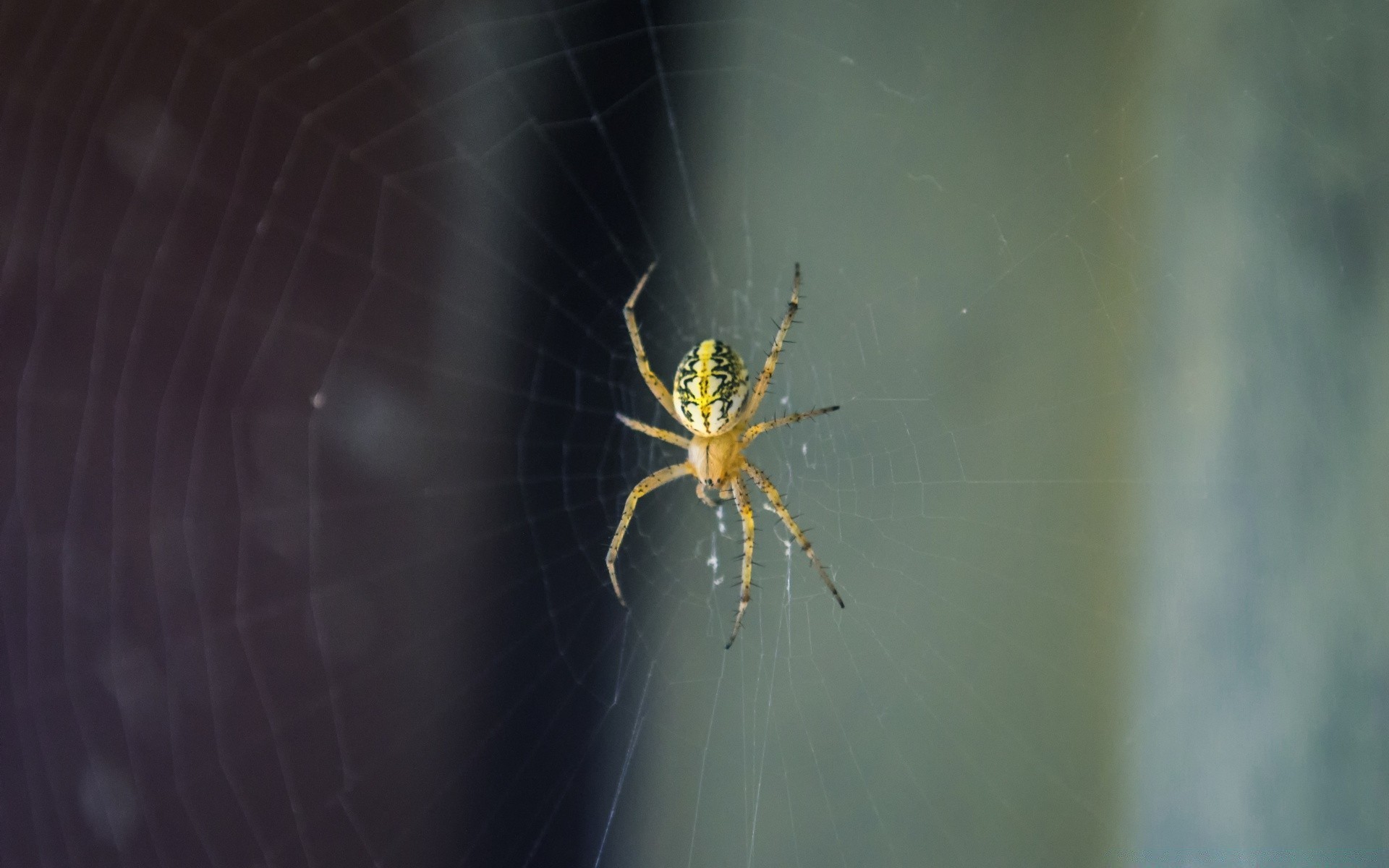 insects spider arachnid spiderweb insect trap cobweb creepy web invertebrate fear scary phobia eerie poison danger horror skittish