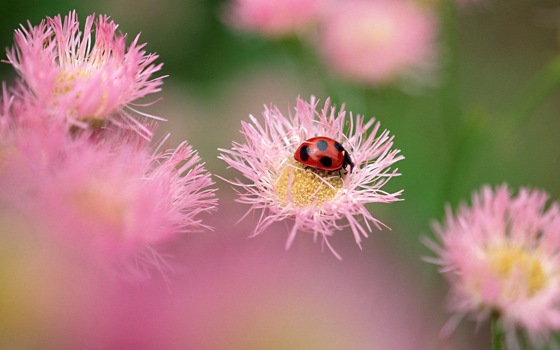 insects nature flora flower summer garden close-up petal blooming floral color leaf bright wild outdoors beautiful hayfield season grass growth