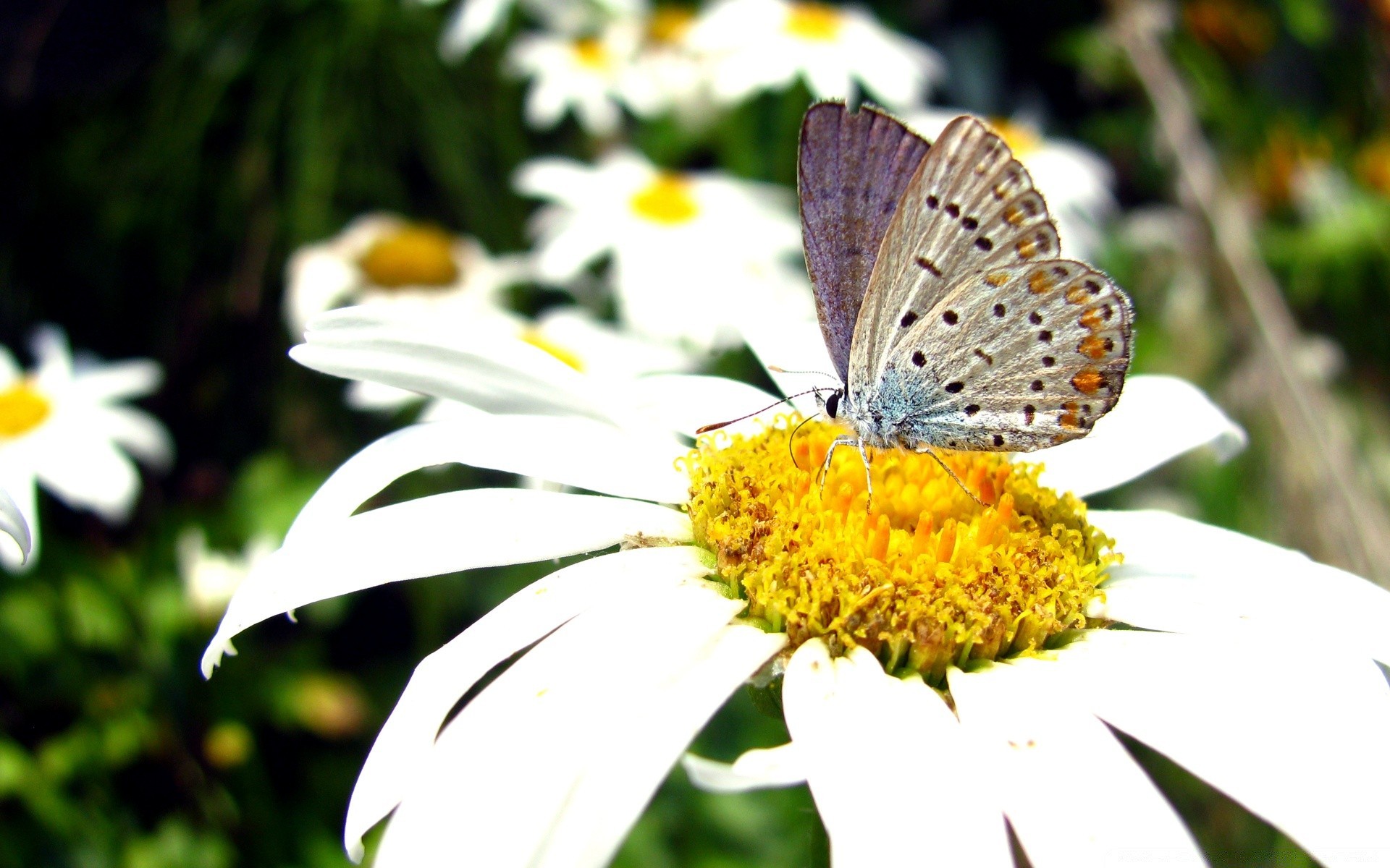 butterfly nature insect summer flower garden outdoors flora leaf bright wild beautiful delicate close-up wing fair weather grass hayfield