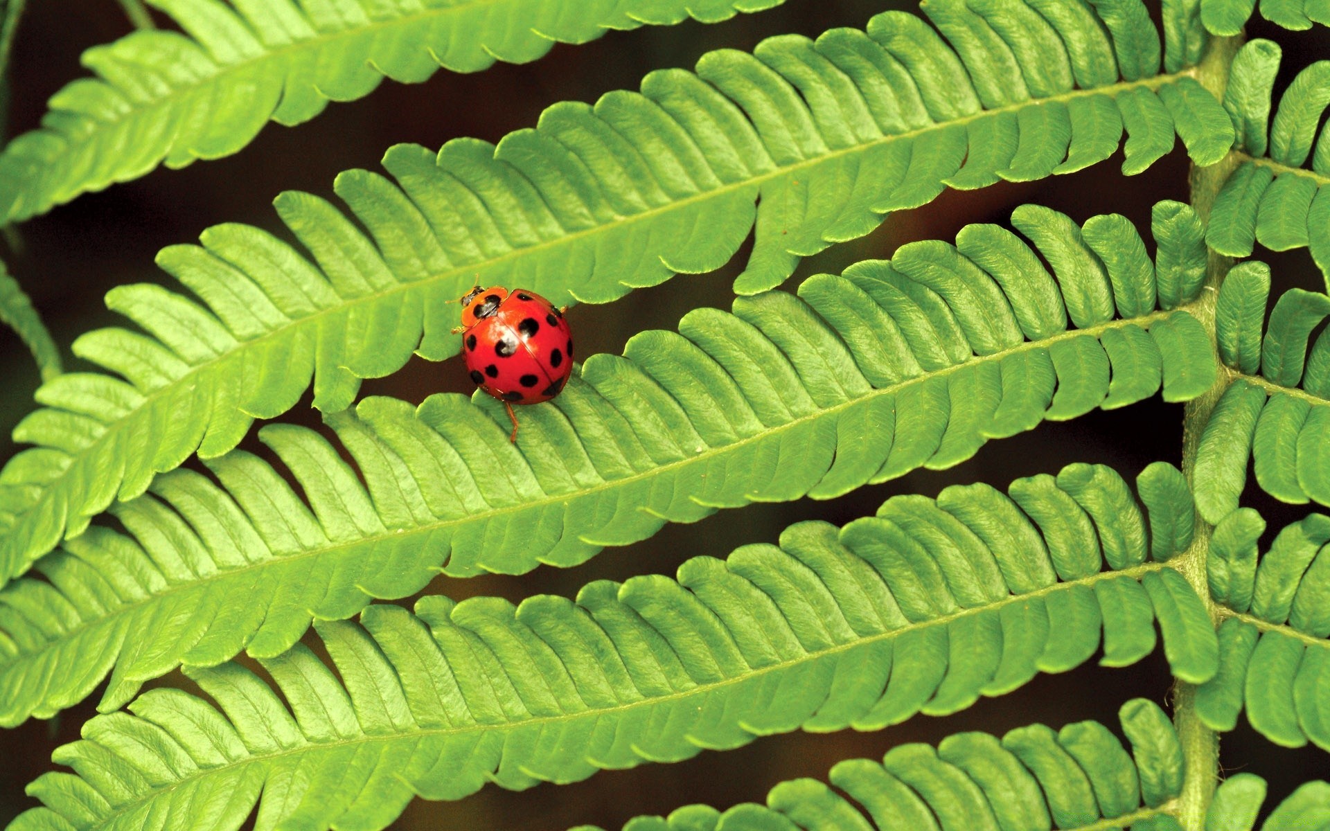 mariposa hoja flora biología crecimiento naturaleza medio ambiente verano al aire libre insecto pureza