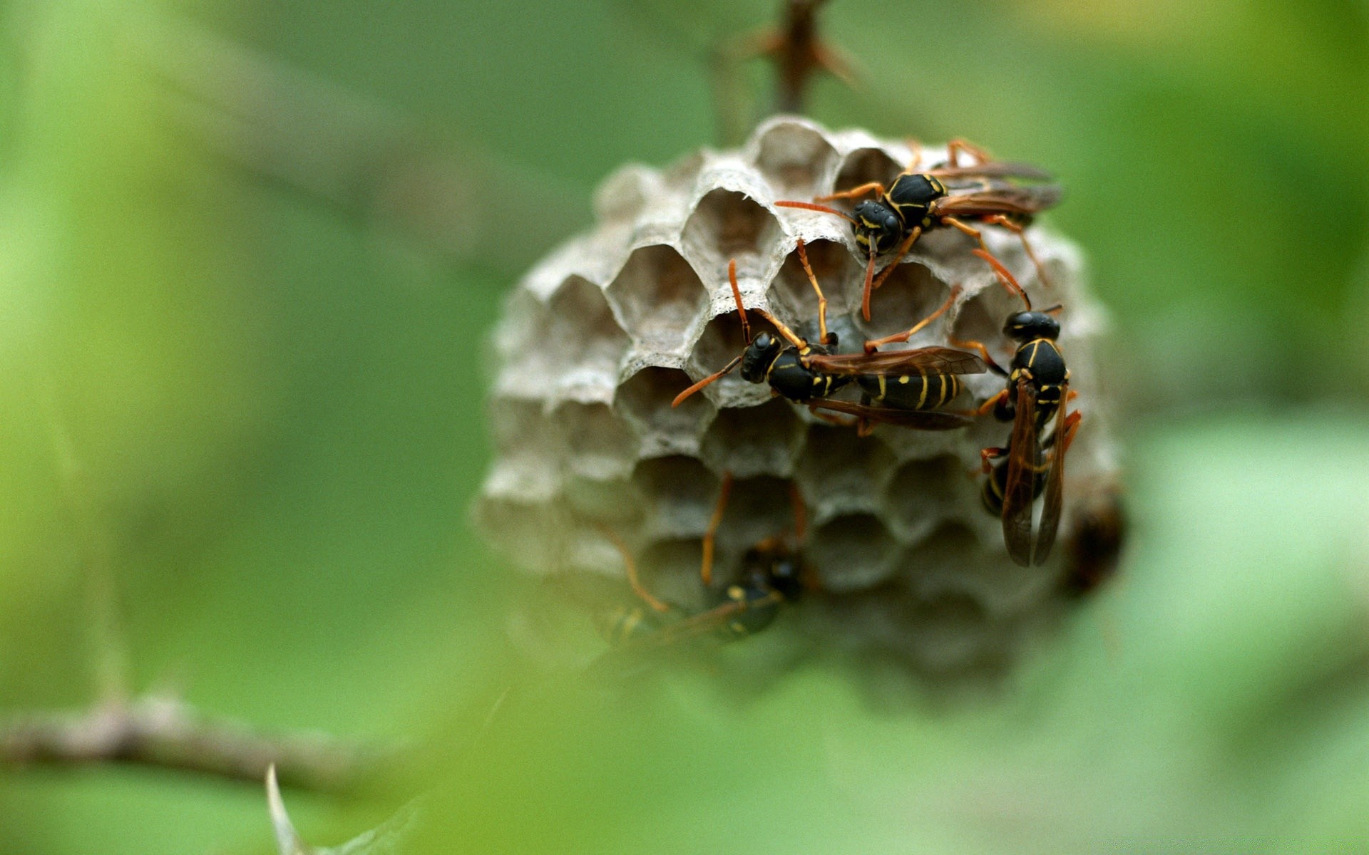 insekten natur schließen insekt im freien wenig sommer blatt