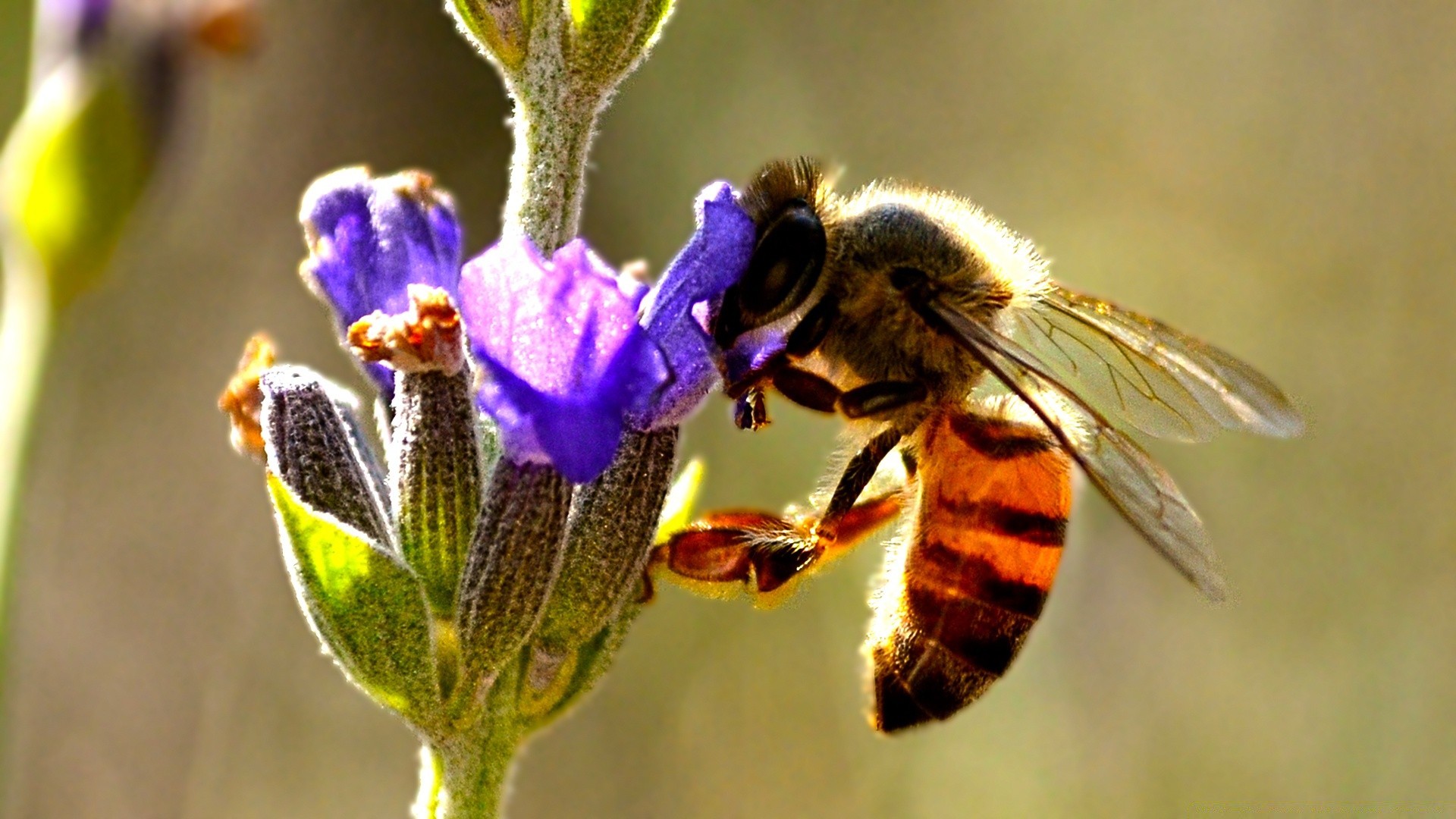 insectes abeille insecte nature fleur pollen miel sauvage à l extérieur pollinisation nectar flore la faune bourdon abeilles jardin aile