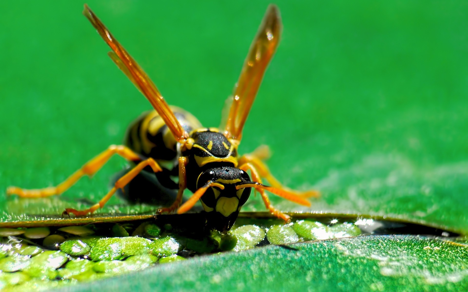 insekten insekt natur tierwelt tier wirbellose fliegen wild im freien schließen antenne