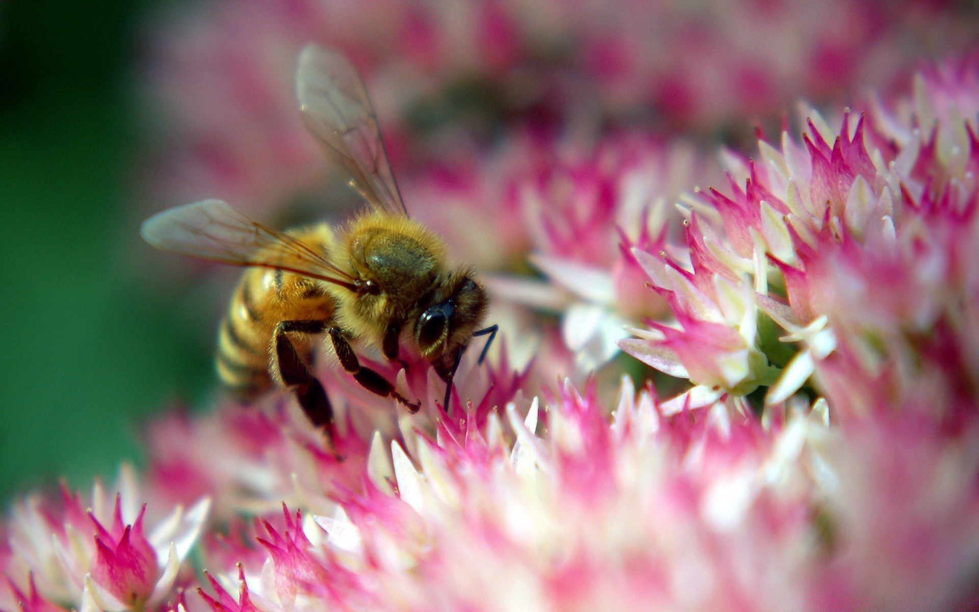 insekten natur blume biene sommer insekt pollen garten flora bestäubung im freien wild bienen blatt blumen honig schließen blütenblatt hell blühen