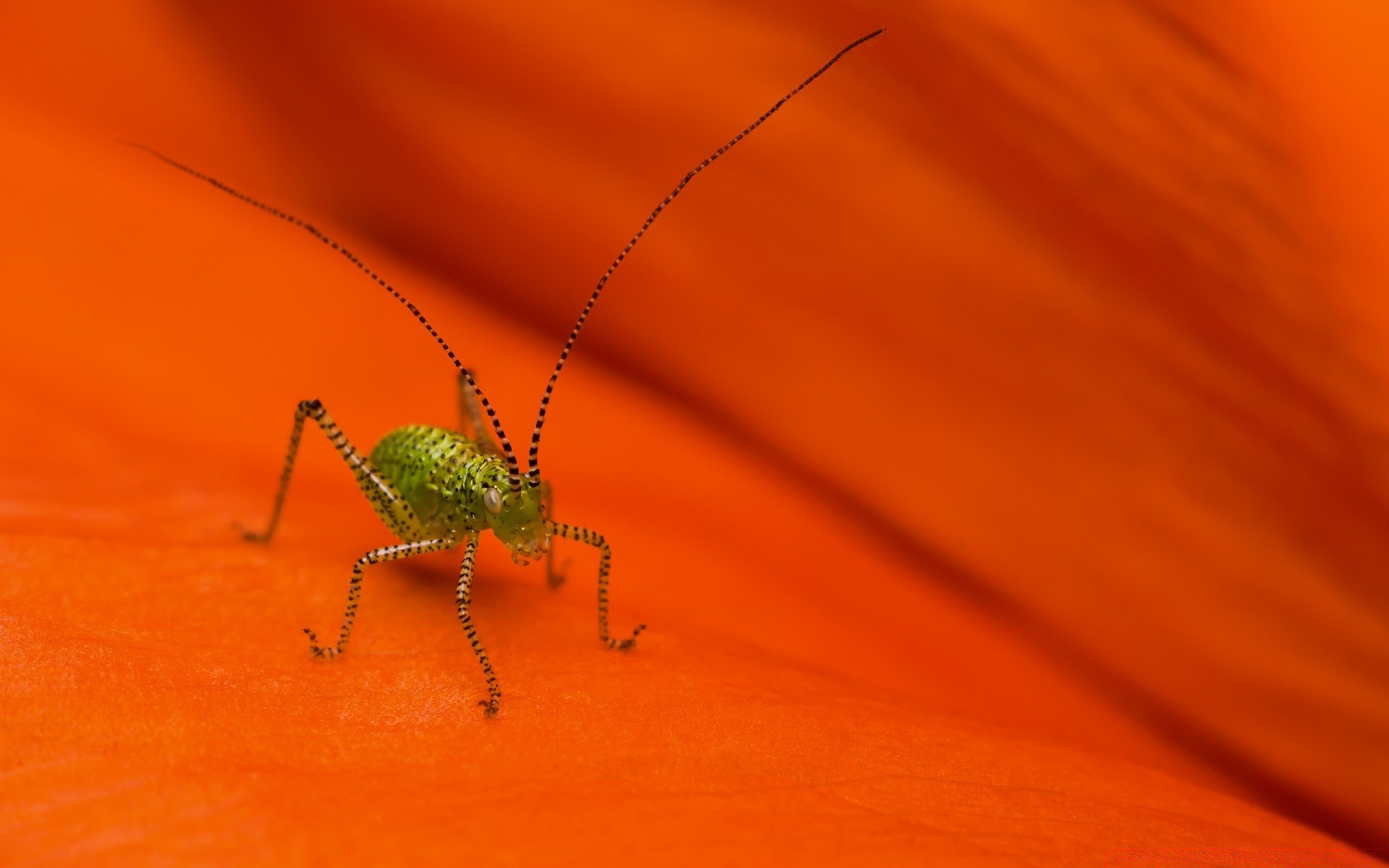 insekten insekt wirbellose natur tierwelt