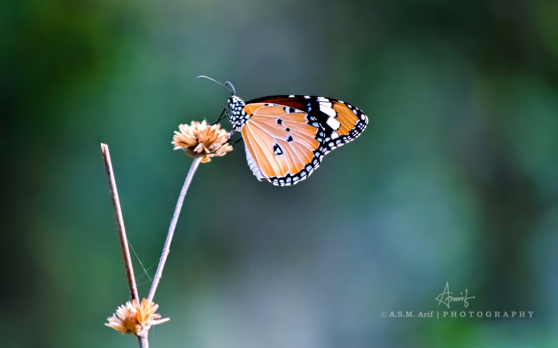 insects nature insect butterfly outdoors summer wildlife bright leaf little invertebrate