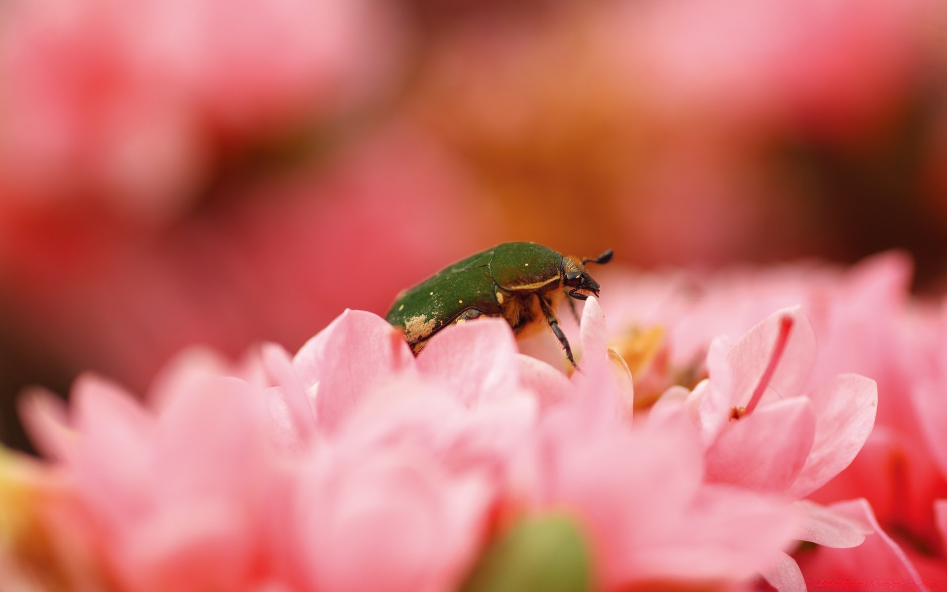 insectes nature fleur feuille à l extérieur dof flou été