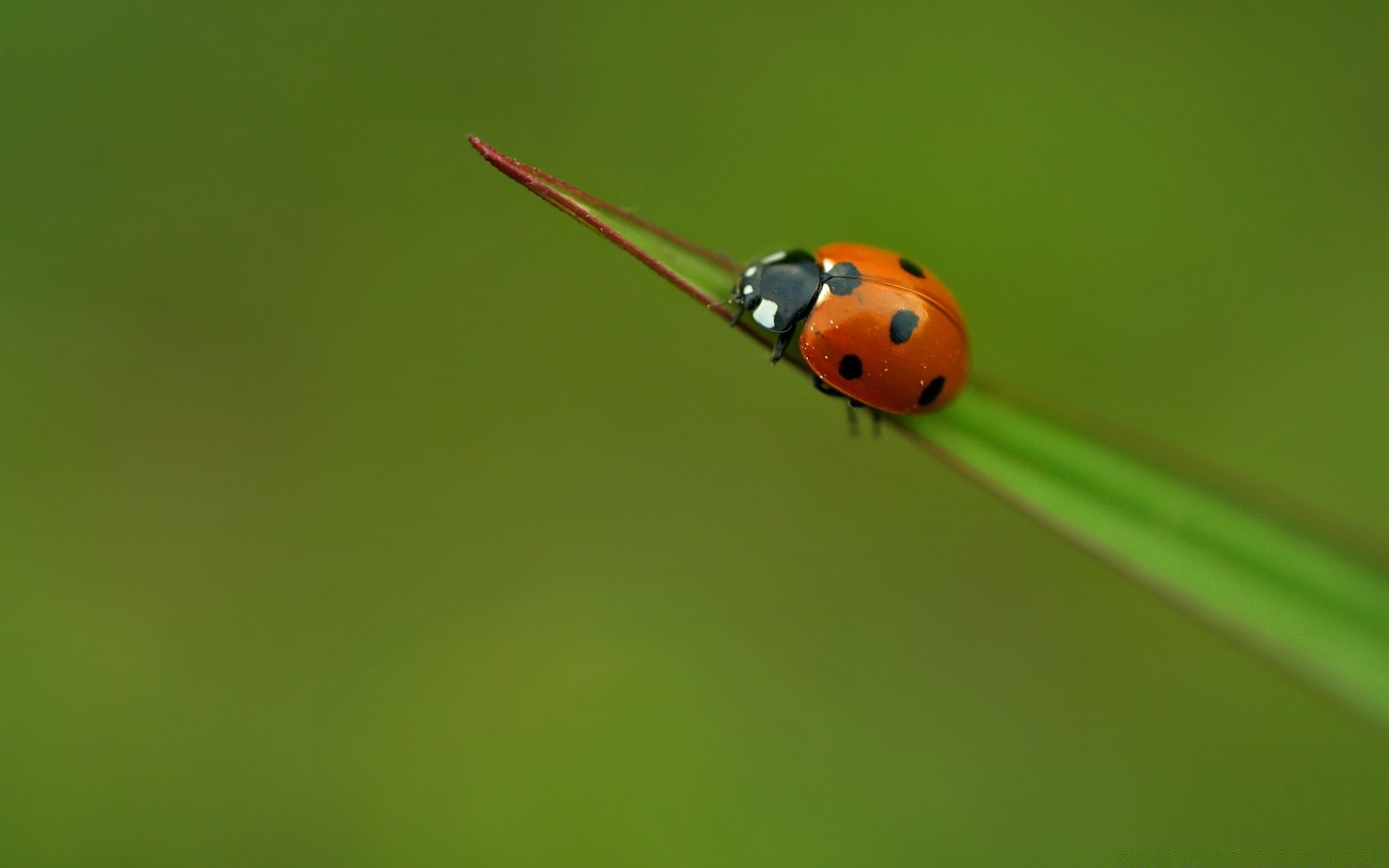 owady biedronka owad chrząszcz malutki biologia ostrze trawa natura mało zoologia