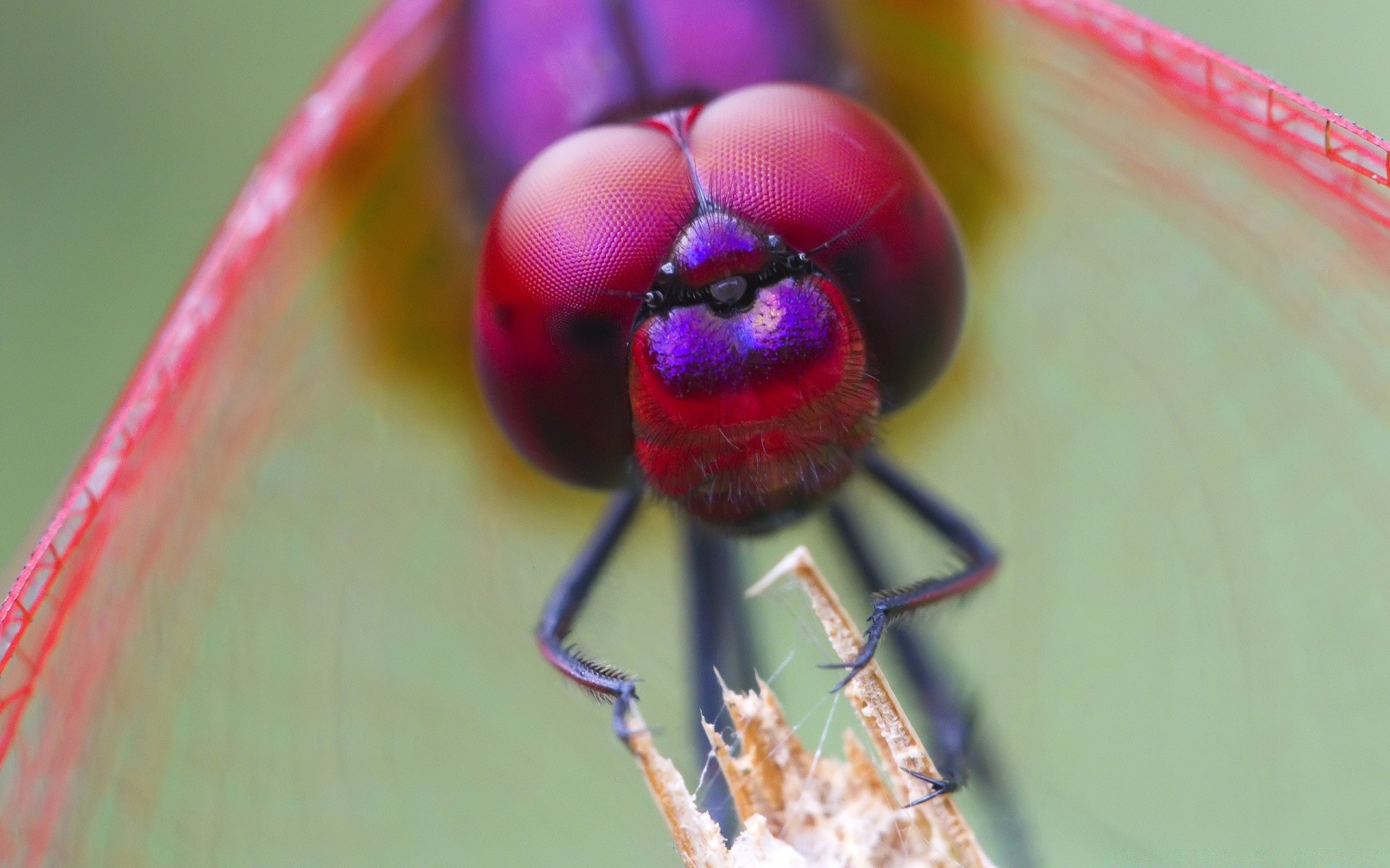 insectes insecte nature peu invertébrés flou couleur été