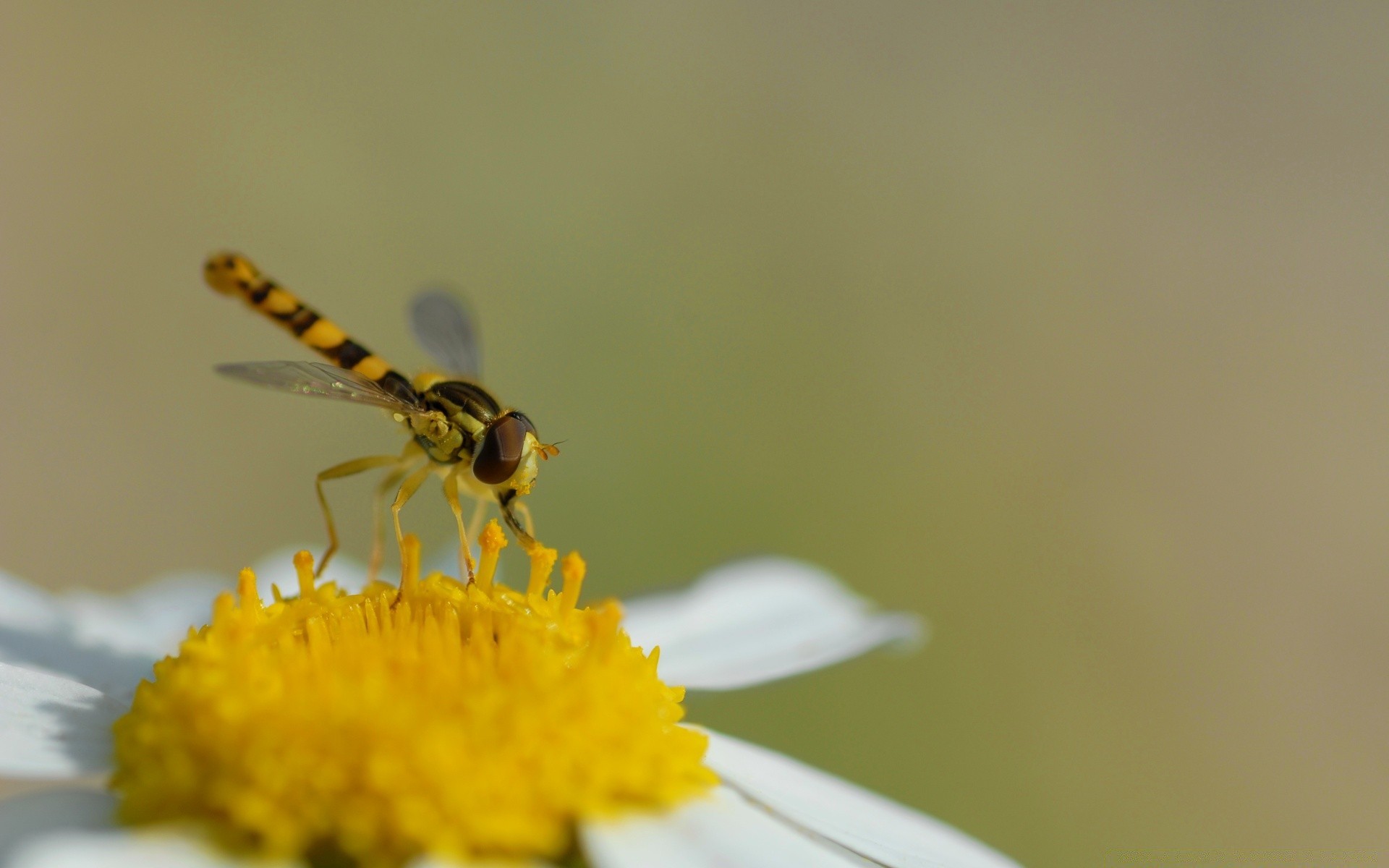 insectes insecte nature fleur flou abeille invertébré été la faune