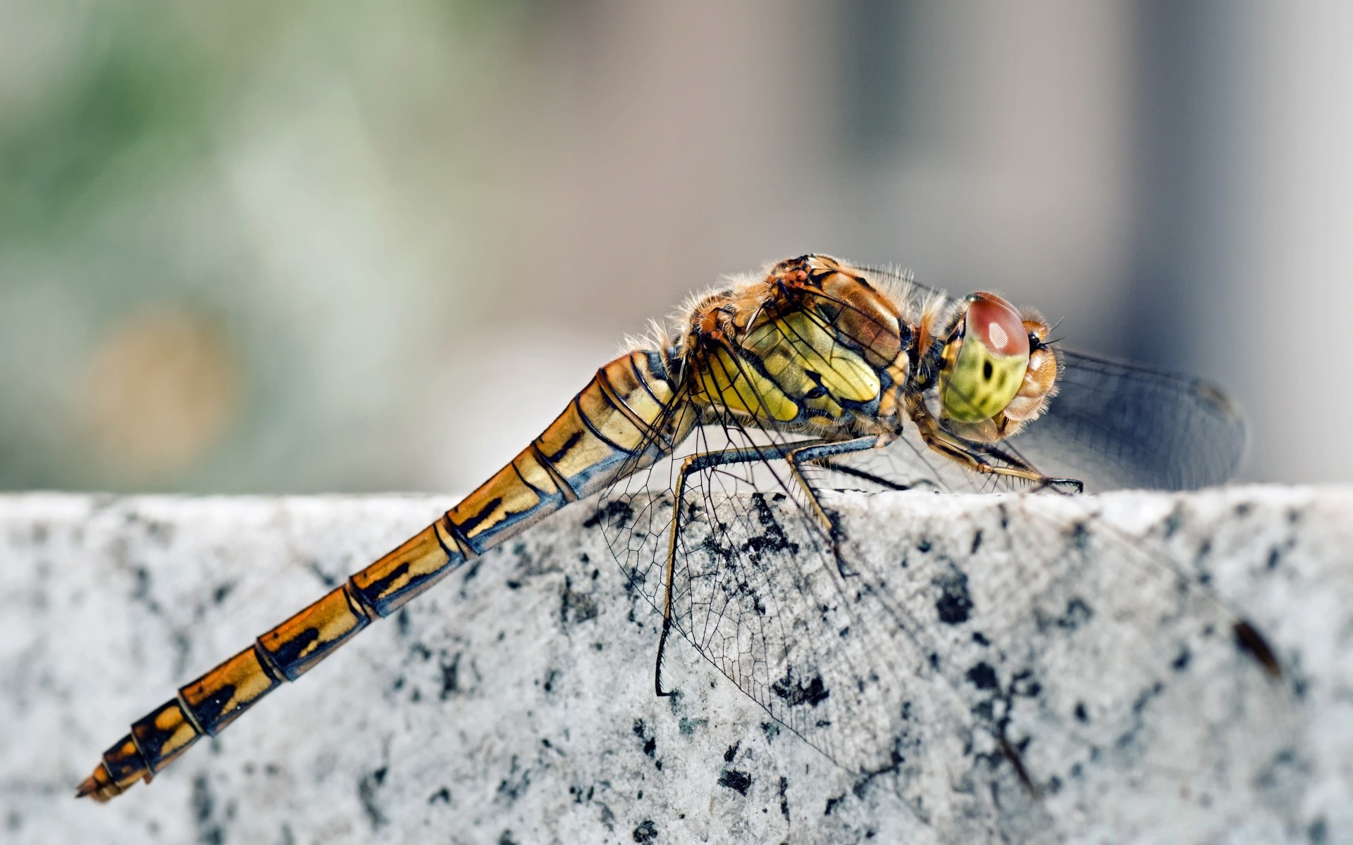 insects insect nature animal close-up wildlife invertebrate little outdoors color fly desktop close wild