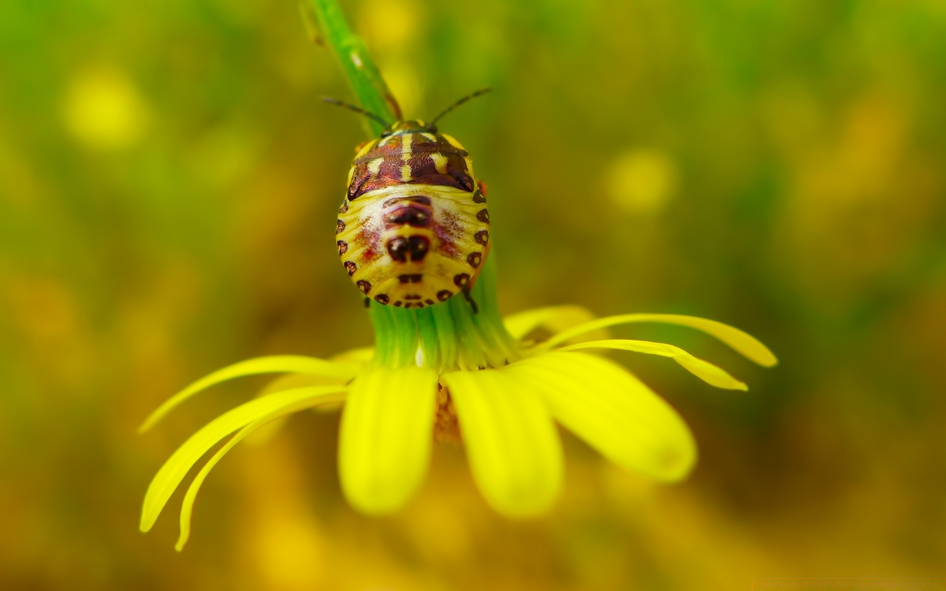 insectes nature insecte été fleur à l extérieur flore jardin gros plan feuille abeille couleur herbe sauvage lumineux