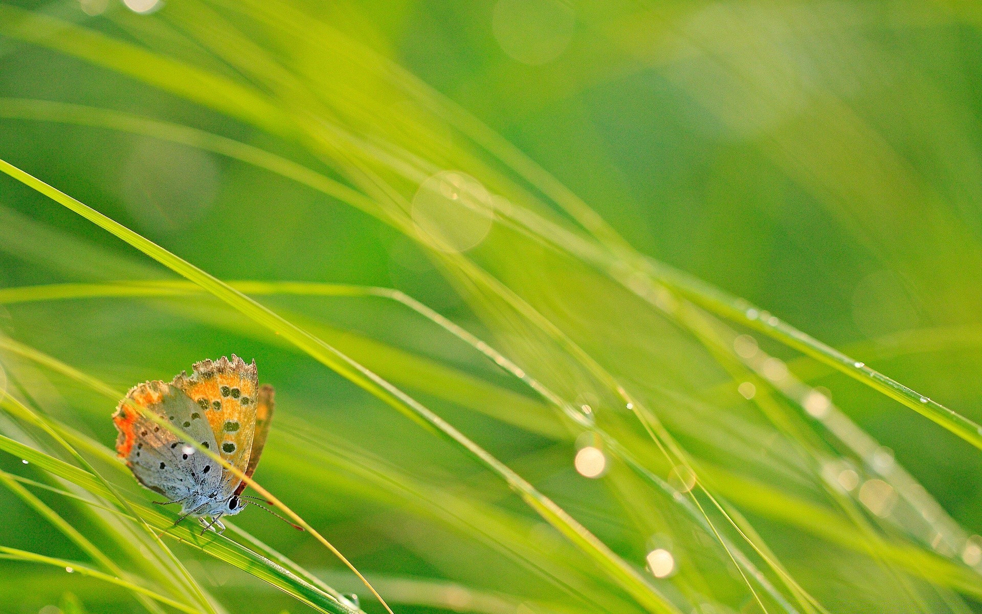 mariposa hoja flora naturaleza verano rocío hierba lluvia crecimiento medio ambiente caída jardín frescura limpieza brillante buen tiempo exuberante ecología color primer plano