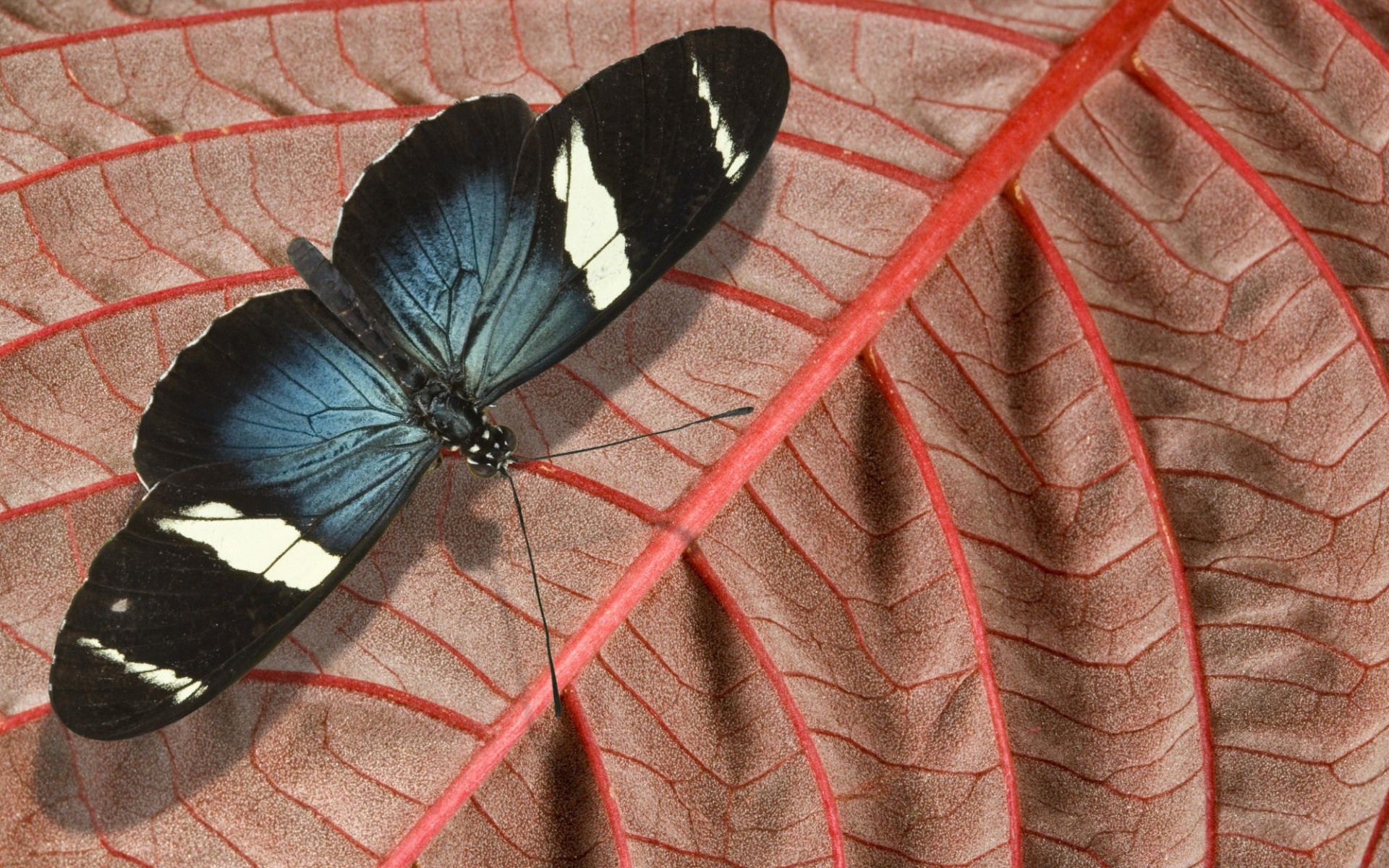 butterfly nature insect outdoors wildlife summer wing horizontal invertebrate bright leaf animal biology pattern