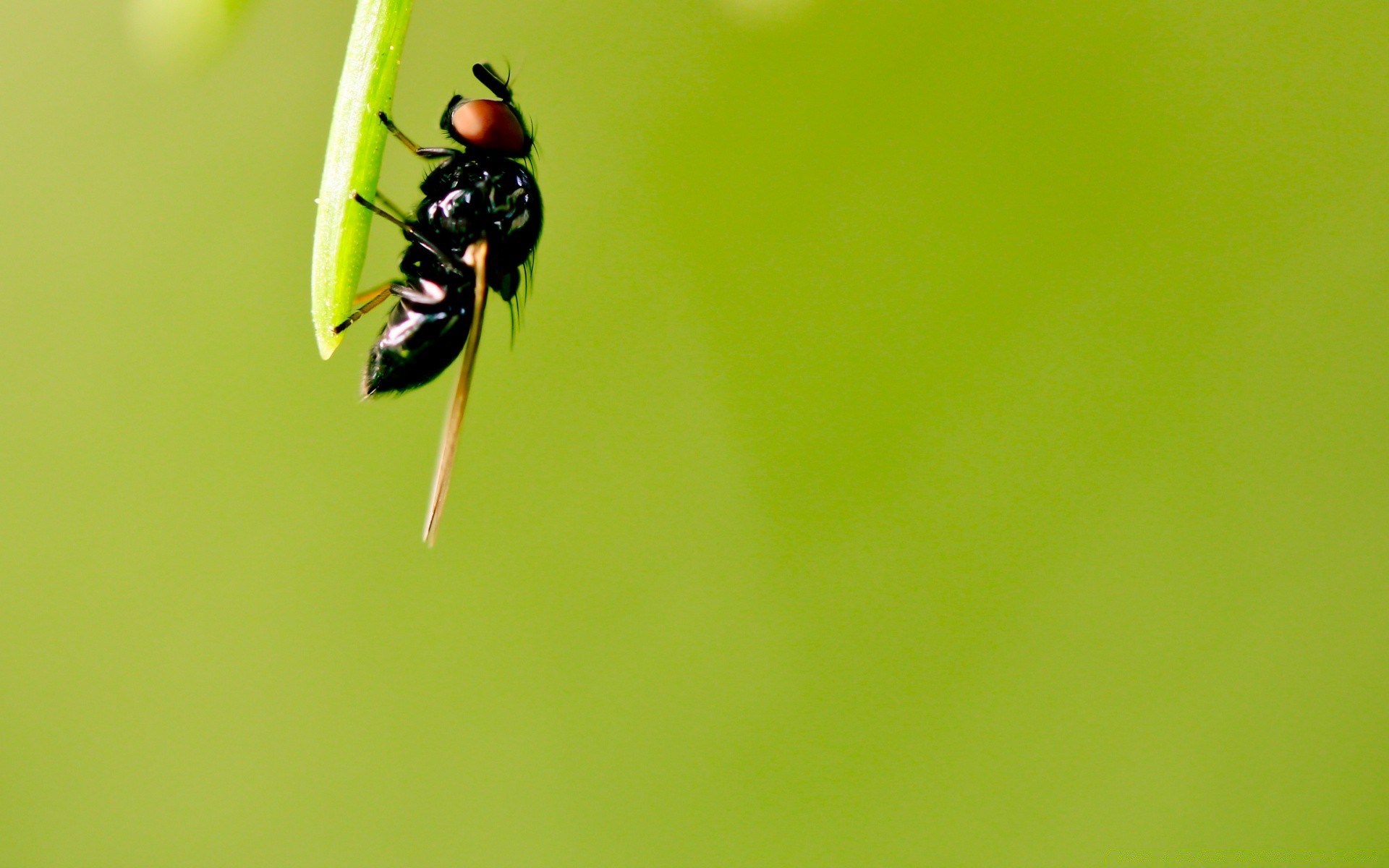 insects insect nature leaf wildlife little