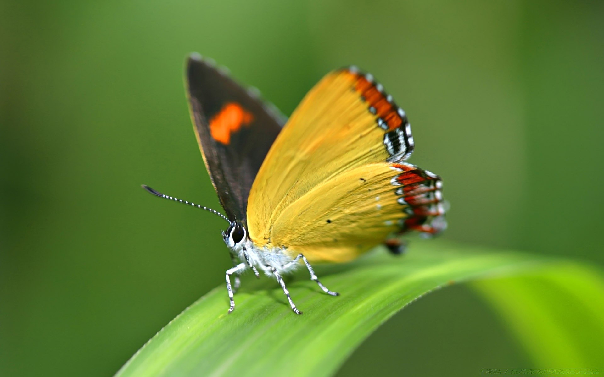 butterfly insect nature wildlife animal summer