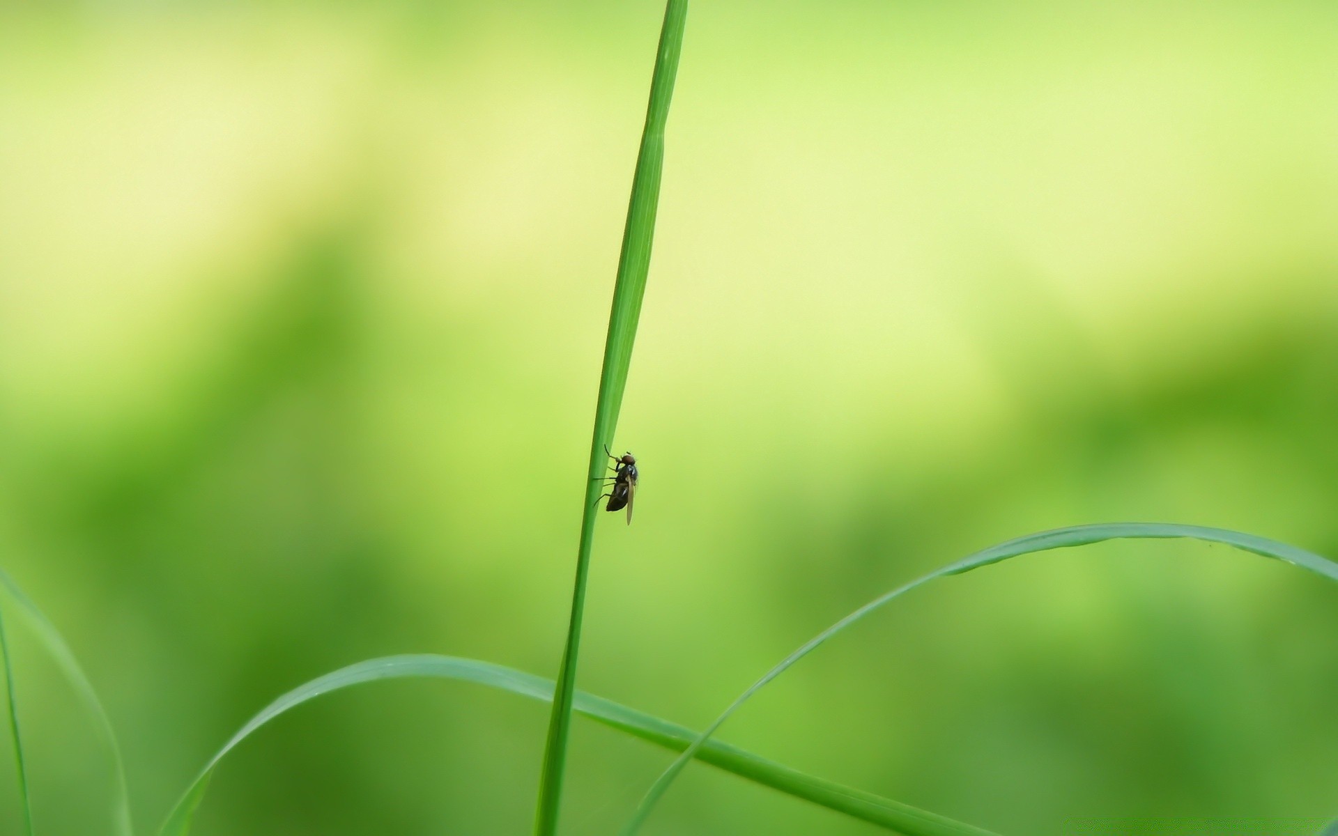 insectes feuille flore croissance nature herbe jardin chute environnement été ecologie rosée lame