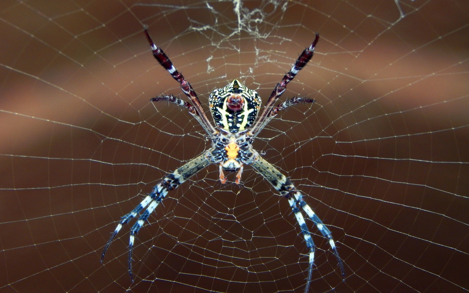 insekten spinne spinnentiere spinnennetz spinnennetz falle web gruselig beängstigend phobie insekt halloween angst tau rauer natur desktop vene