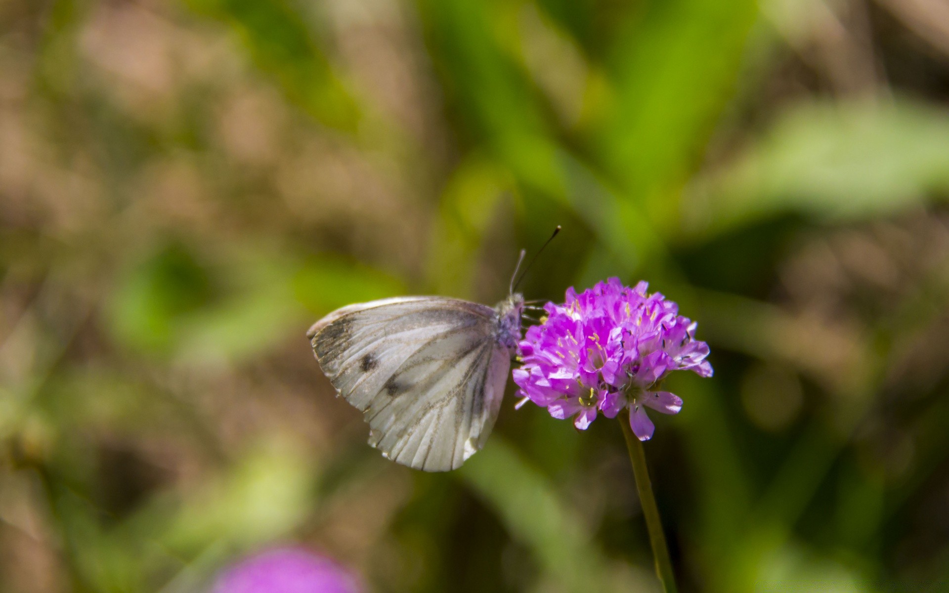 insetti farfalla natura insetto fiore estate all aperto giardino erba selvaggio flora ala ambiente biologia fauna selvatica foglia delicato poco colore fieno