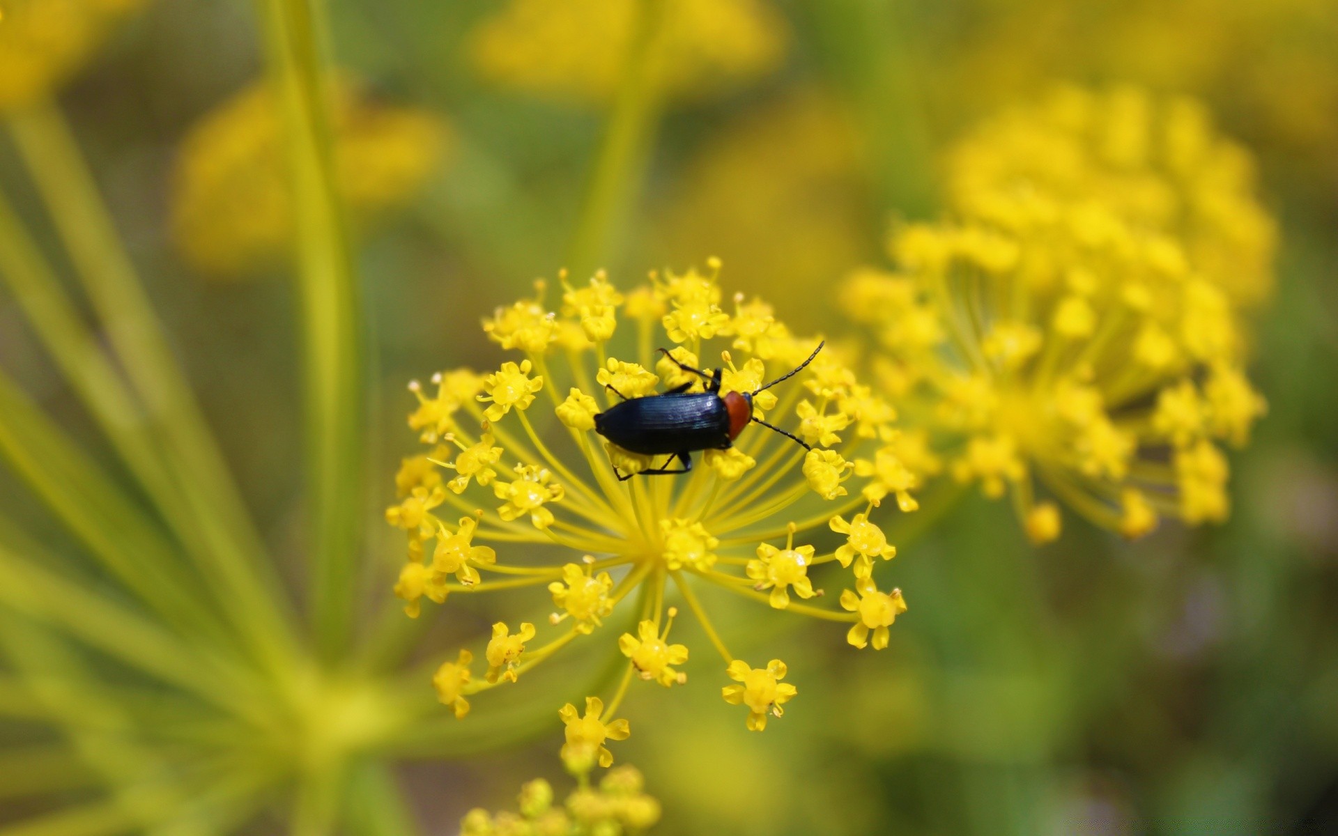 owady natura owad kwiat flora na zewnątrz ogród lato dziki liść zbliżenie pyłek