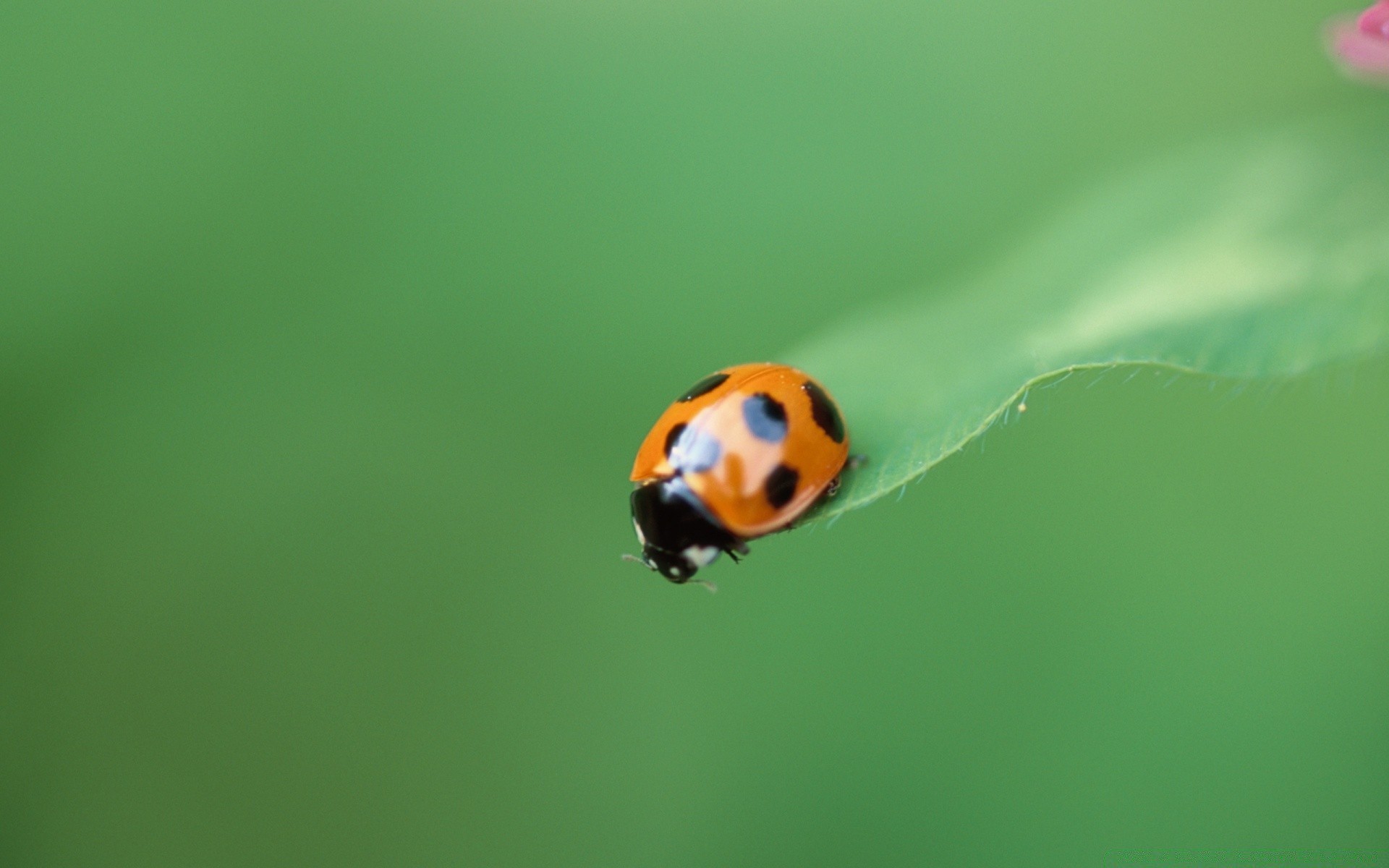 owady biedronka chrząszcz owad natura liść biologia lato trawa czystość tiny na zewnątrz mało deszcz wzrost