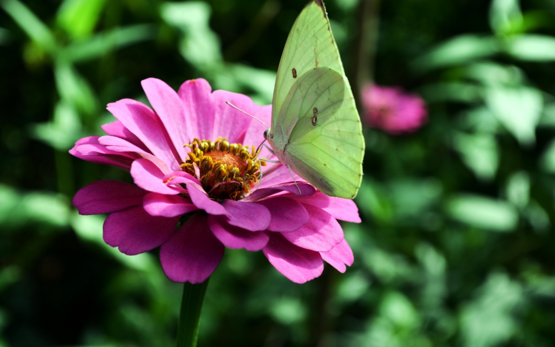 insekten natur blume sommer garten flora insekt schmetterling im freien blatt farbe hell schön schließen blütenblatt blühen blumen pollen zart wild