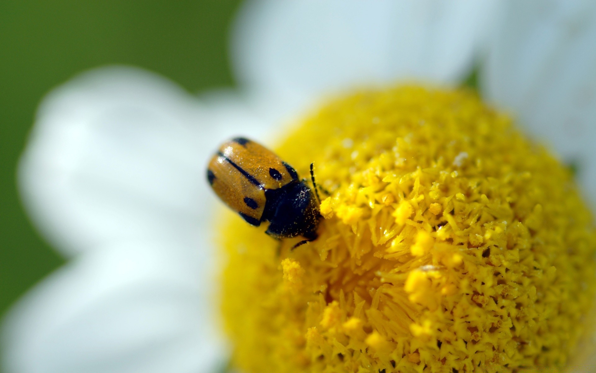 insekten insekt natur flora blume marienkäfer sommer pollen schließen käfer farbe biologie wenig garten hell desktop