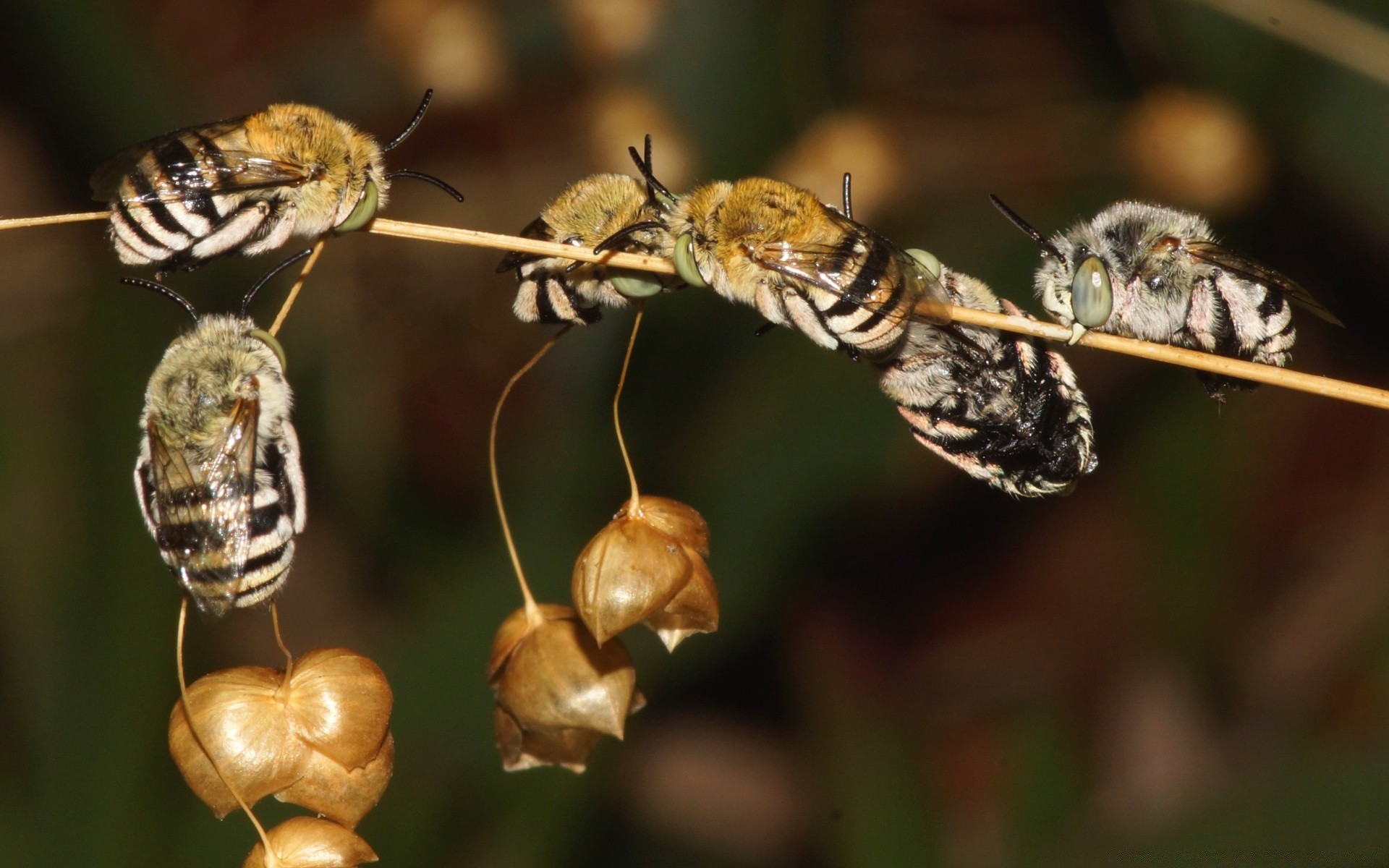 insetos inseto natureza abelha vida selvagem invertebrados animal voar selvagem mel asa pequeno antena vespa close-up borboleta ao ar livre entomologia jardim larva