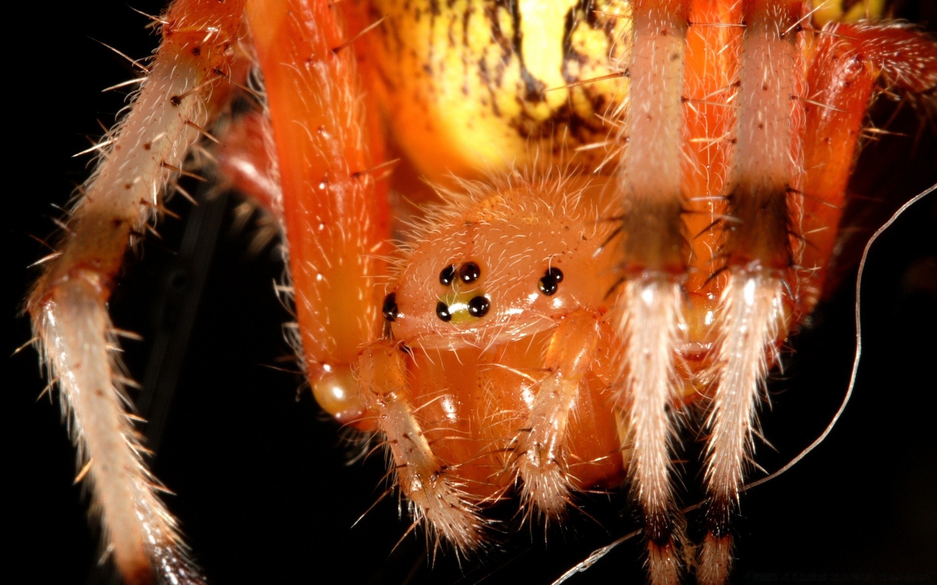 insects cactus nature invertebrate prickly insect close-up spider sharp desert danger succulent animal close spike flora outdoors color garden