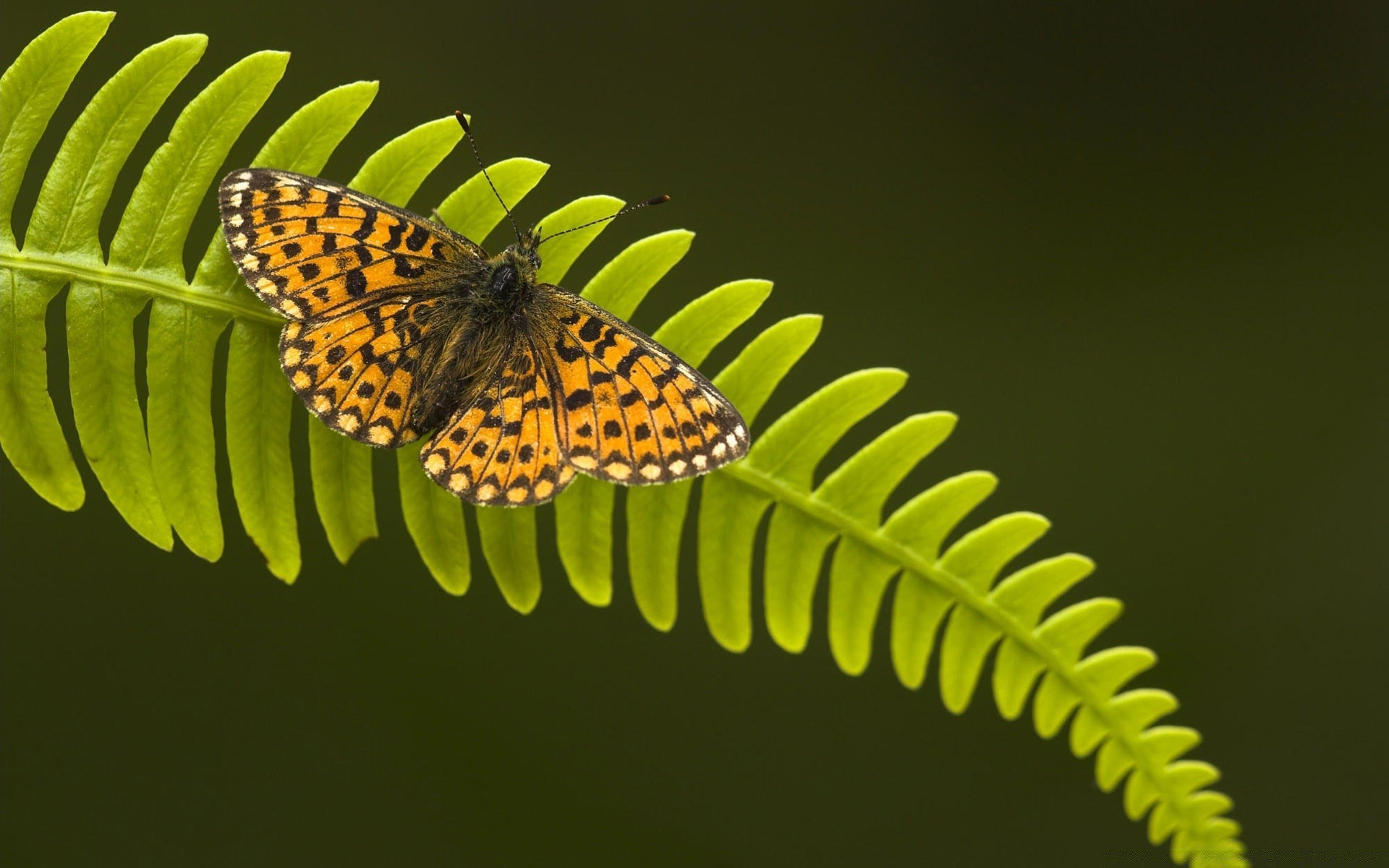 borboleta inseto natureza vida selvagem biologia invertebrados ao ar livre folha animal cor delicado jardim verão asa antena flora bela