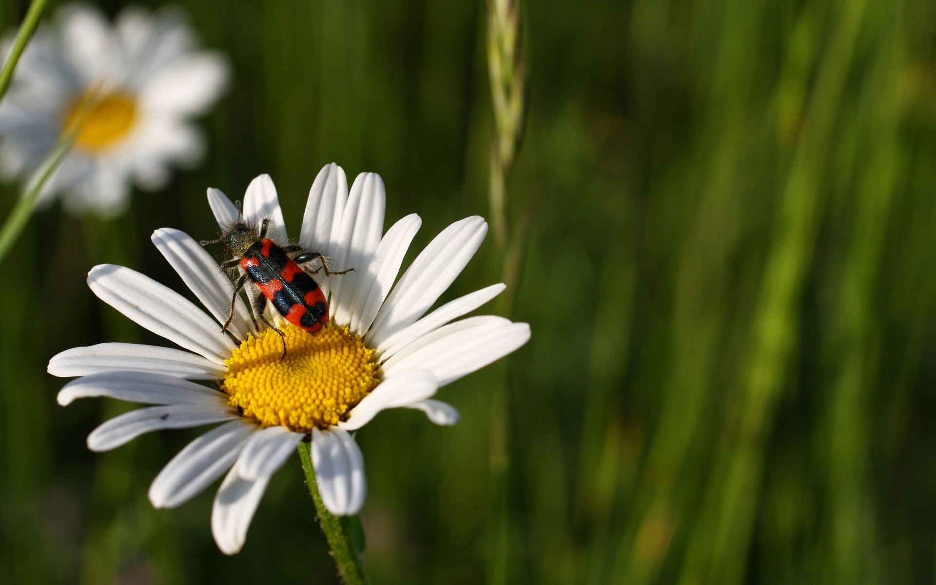 insectes nature flore été insecte fleur jardin herbe foin croissance à l extérieur beau temps champ lumineux gros plan couleur abeille sauvage feuille saison