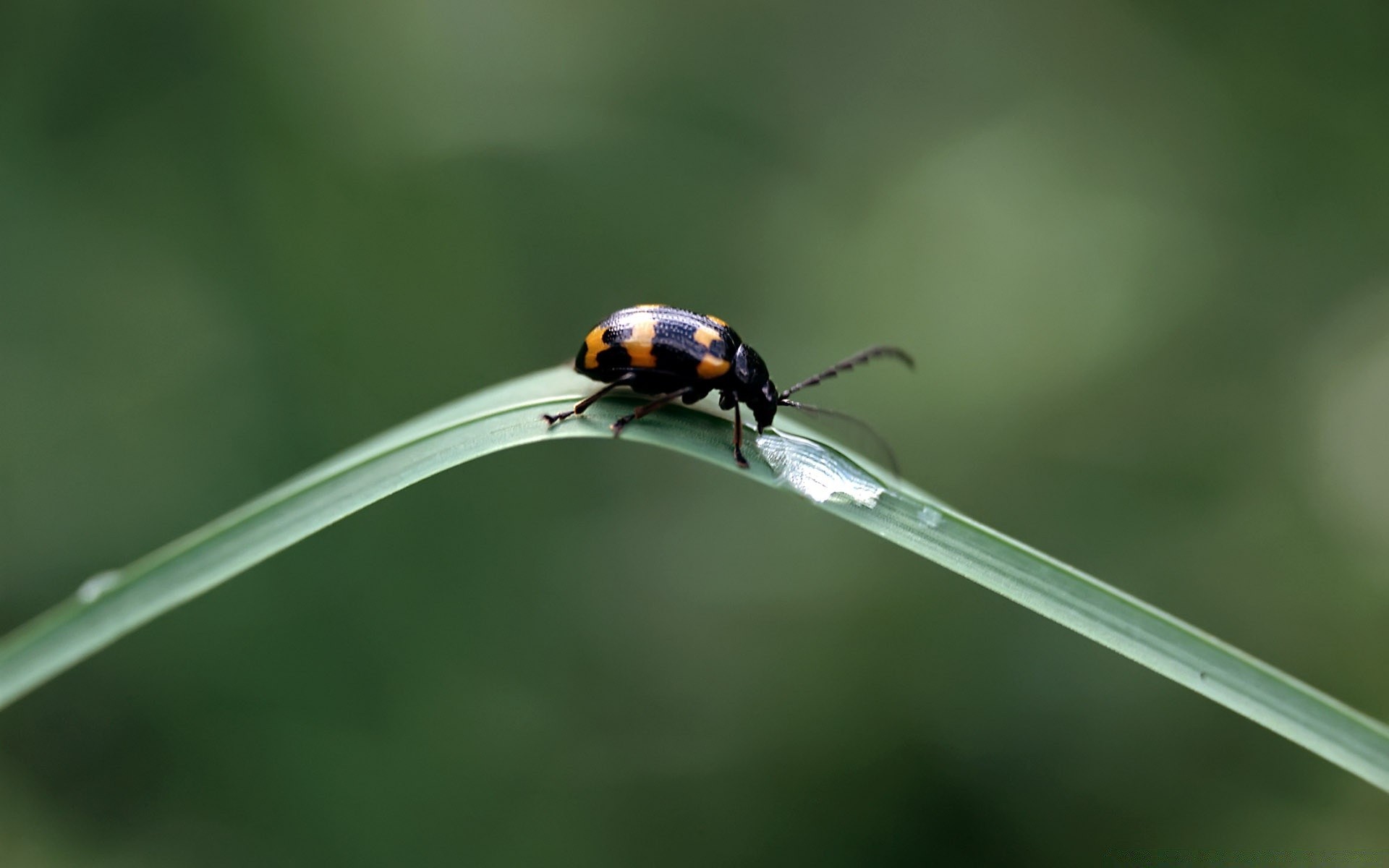 owady owad natura przyroda chrząszcz na zewnątrz biedronka biologia liść lato zoologia mało