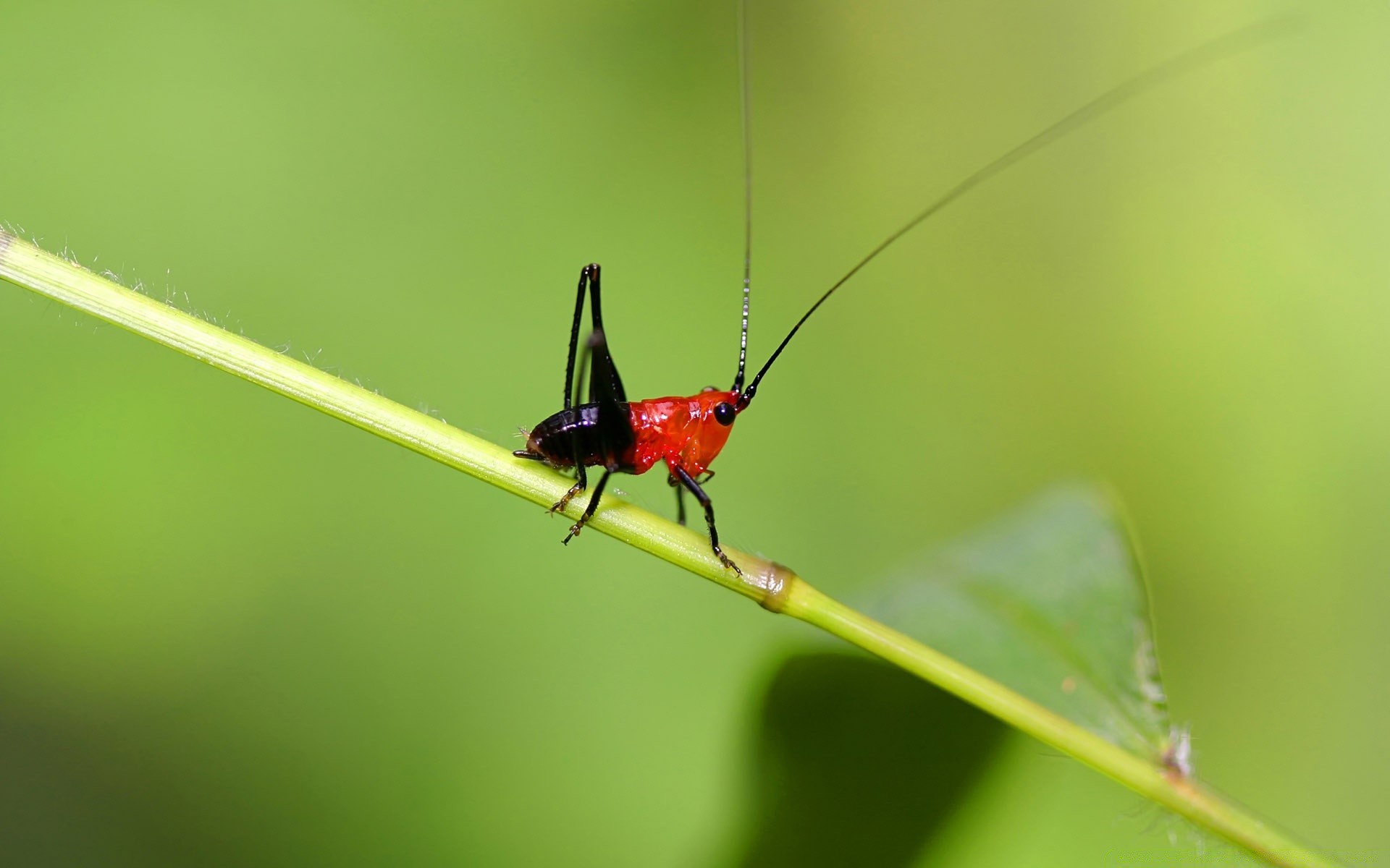 природа макро насекомые животные скачать