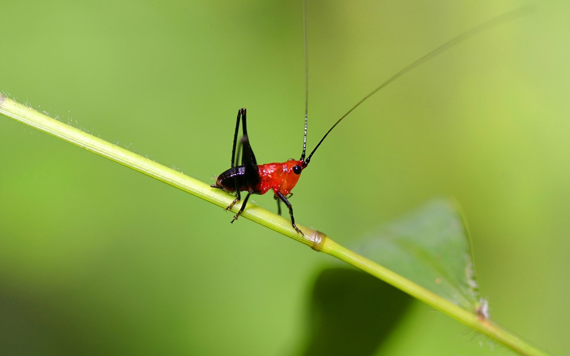 owady owad natura dzika przyroda liść bezkręgowce chrząszcz mucha