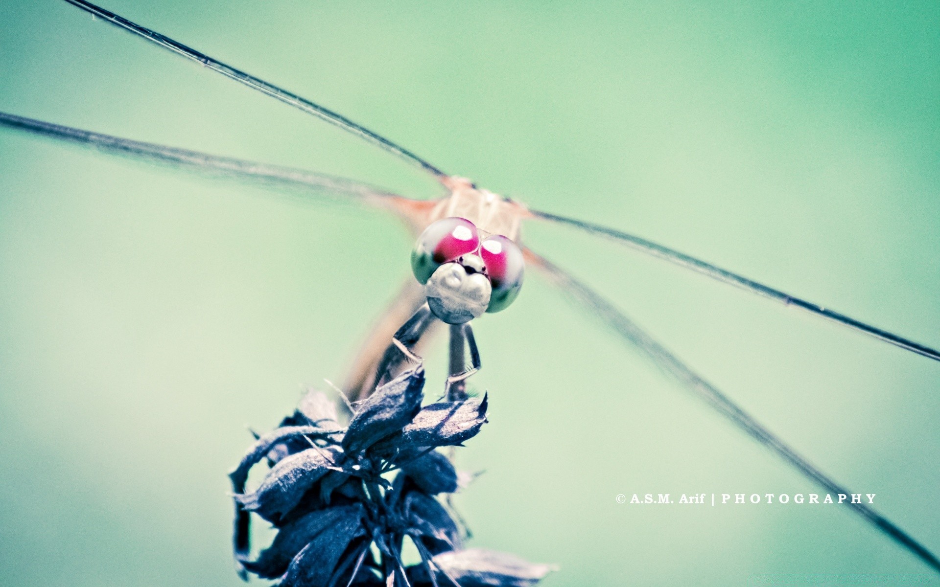 insectos naturaleza insecto al aire libre verano