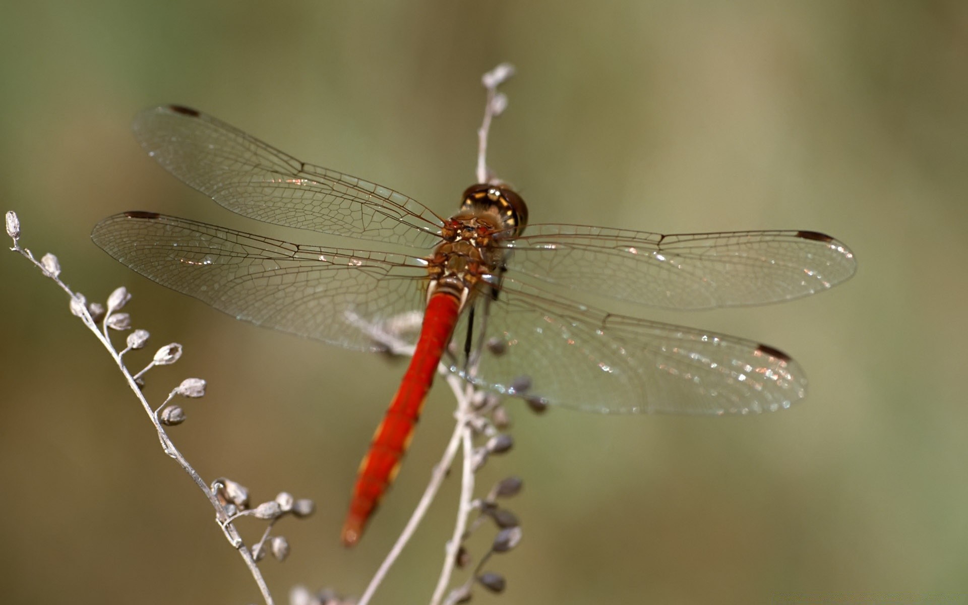 insekten libelle insekt natur tierwelt damselfly tier fliegen flügel schließen im freien garten