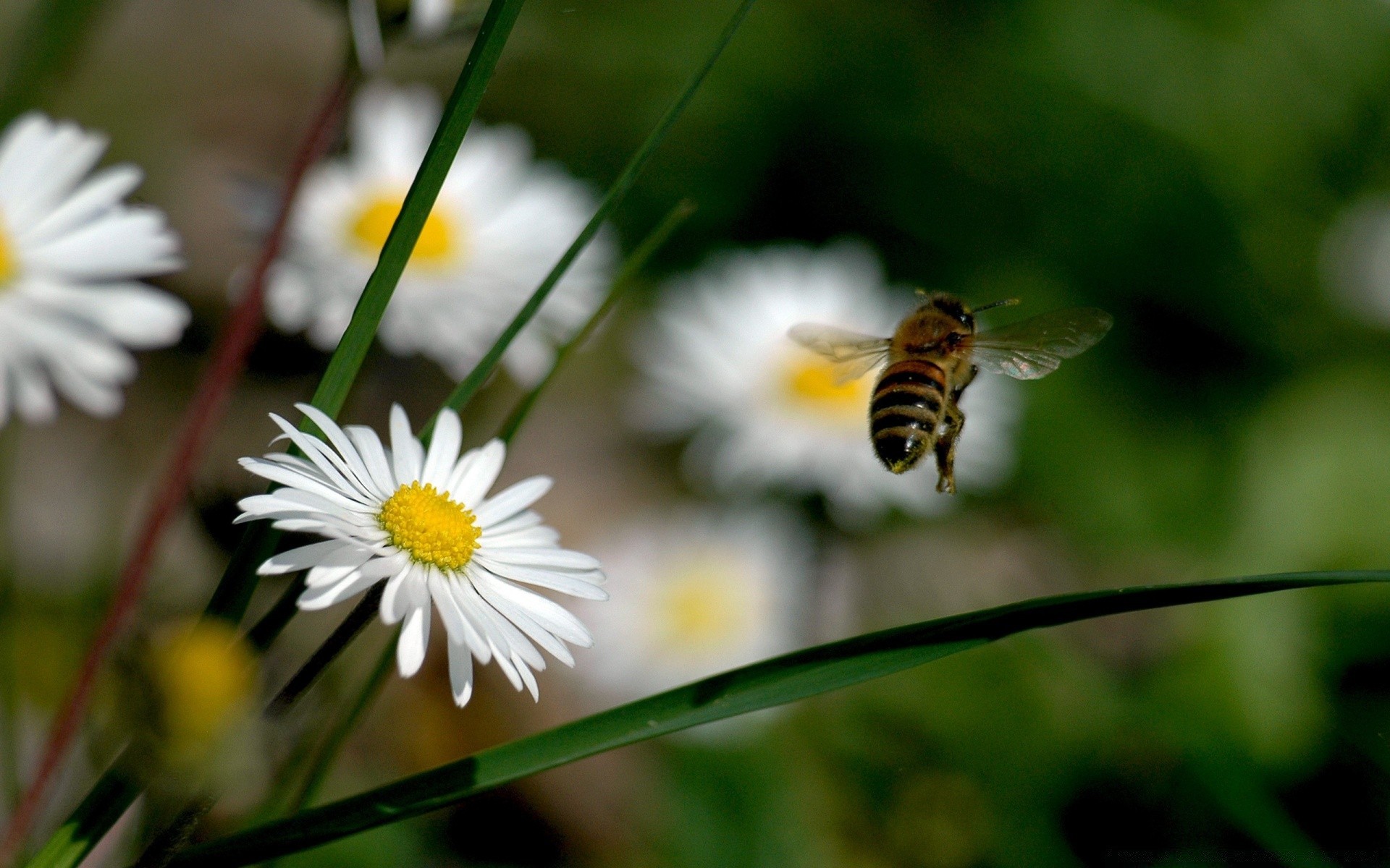 insects nature flower insect flora summer bee garden outdoors pollen wild grass leaf close-up bright color growth