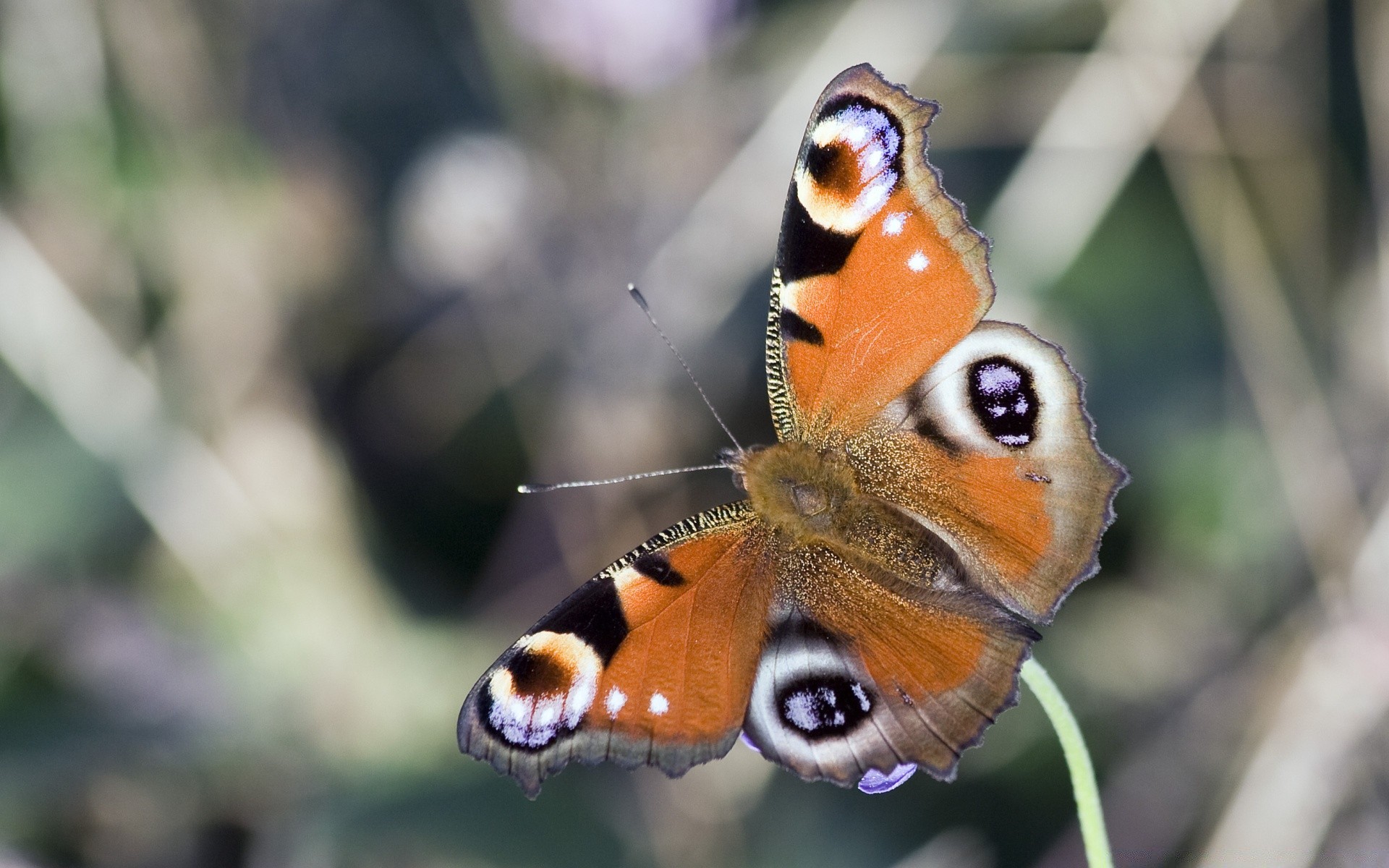 insectes nature animal insecte la faune papillon été aile sauvage à l extérieur couleur