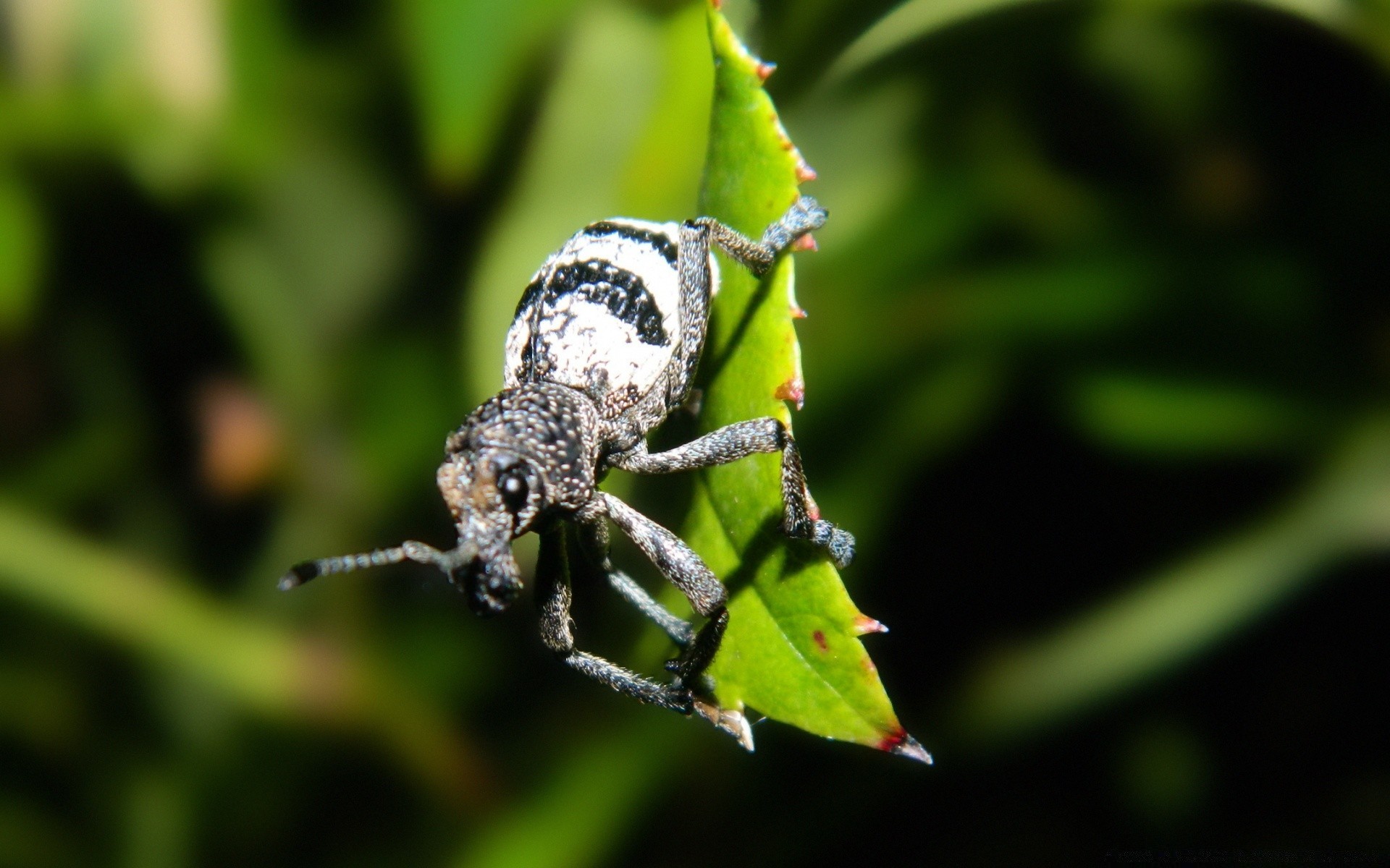 insetti insetto invertebrati fauna selvatica natura animale all aperto piccolo scarabeo primo piano