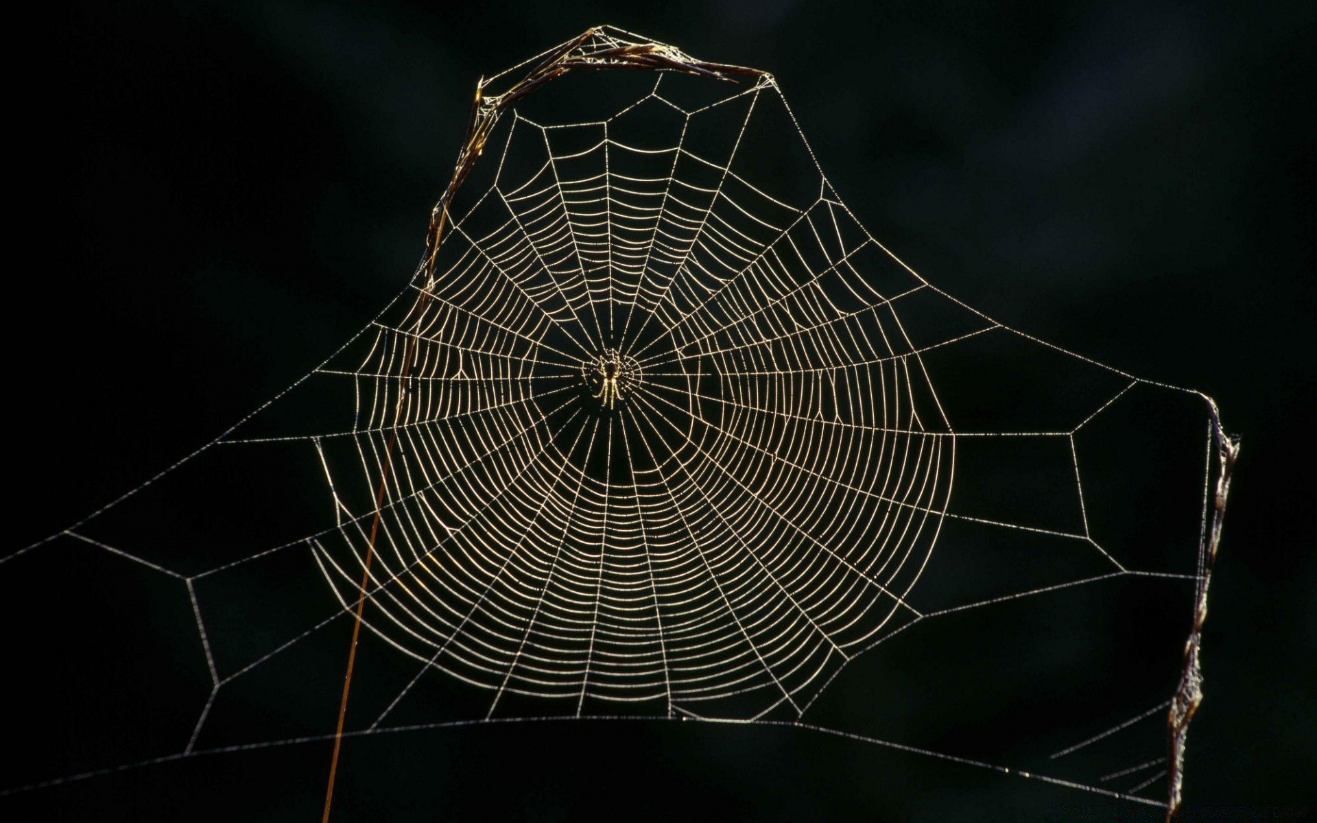 insects spider spiderweb cobweb arachnid trap web thread pattern insect creepy halloween danger net geometry dark fear intricacy scary