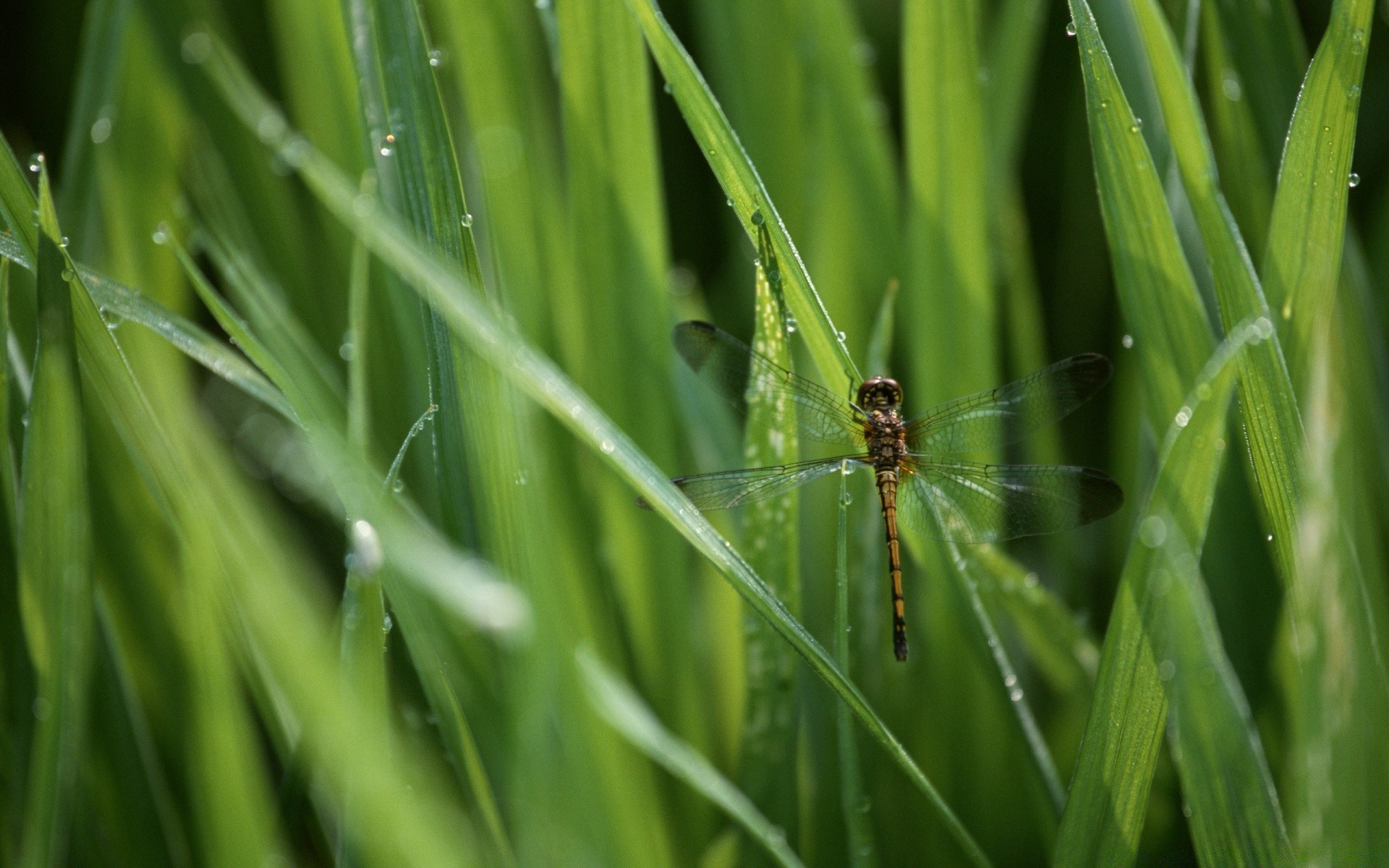 insekten gras klinge flora tau blatt garten natur insekt umwelt rasen steigen fallen regen heuhaufen üppig dämmerung sommer