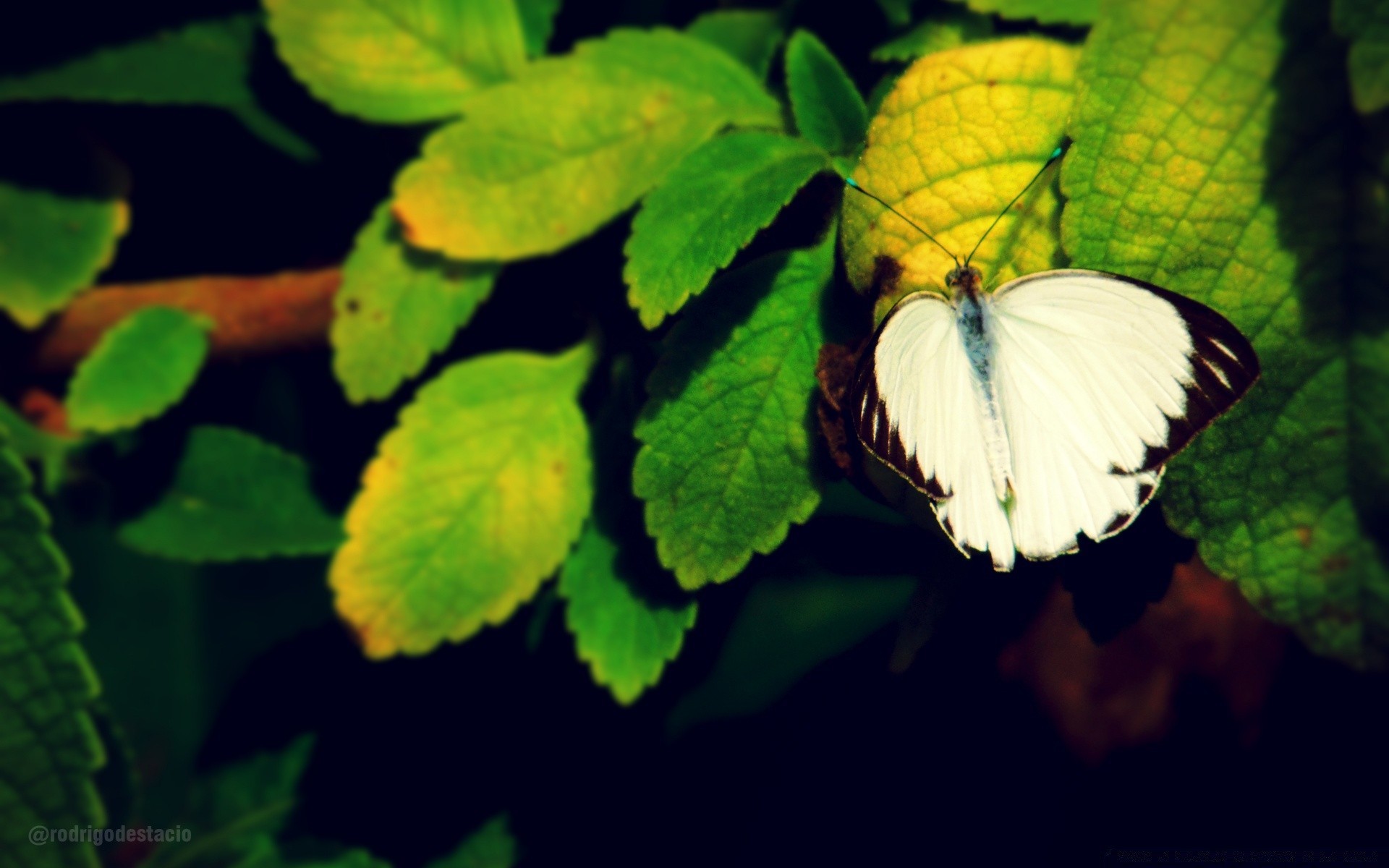 insetti farfalla natura foglia insetto all aperto estate giardino flora invertebrati fauna selvatica fiore luce