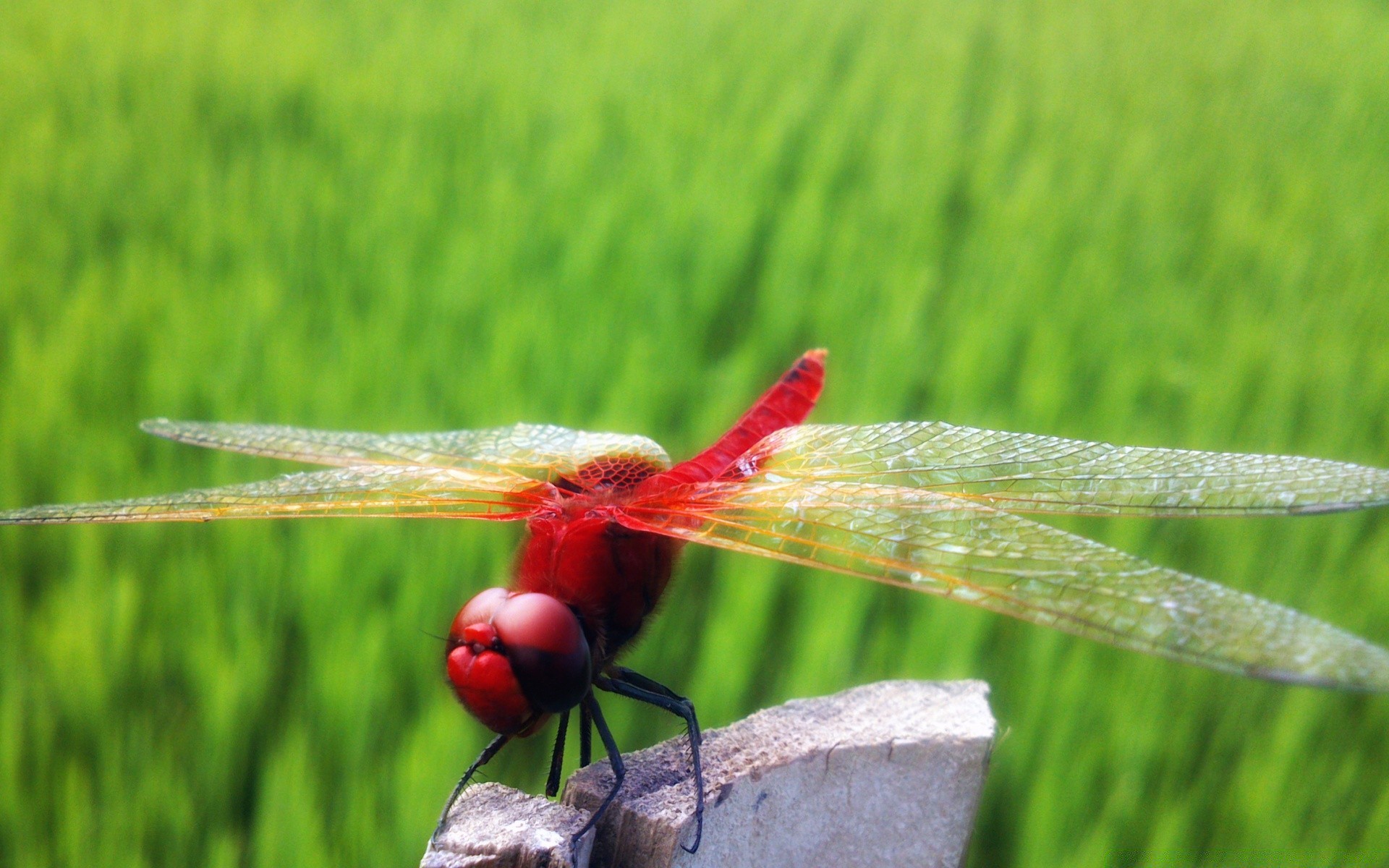 insects grass nature dragonfly field summer outdoors flora hayfield insect leaf garden wildlife