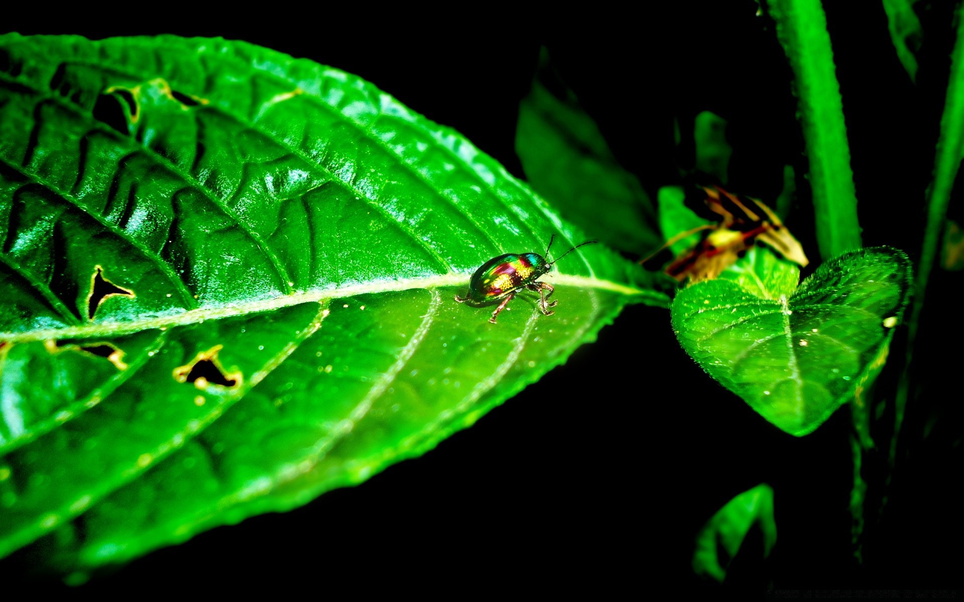 insetti insetto foglia invertebrati biologia natura flora giardino rugiada pioggia farfalla scarabeo all aperto ambiente singolo antenna estate caduta luce fauna selvatica