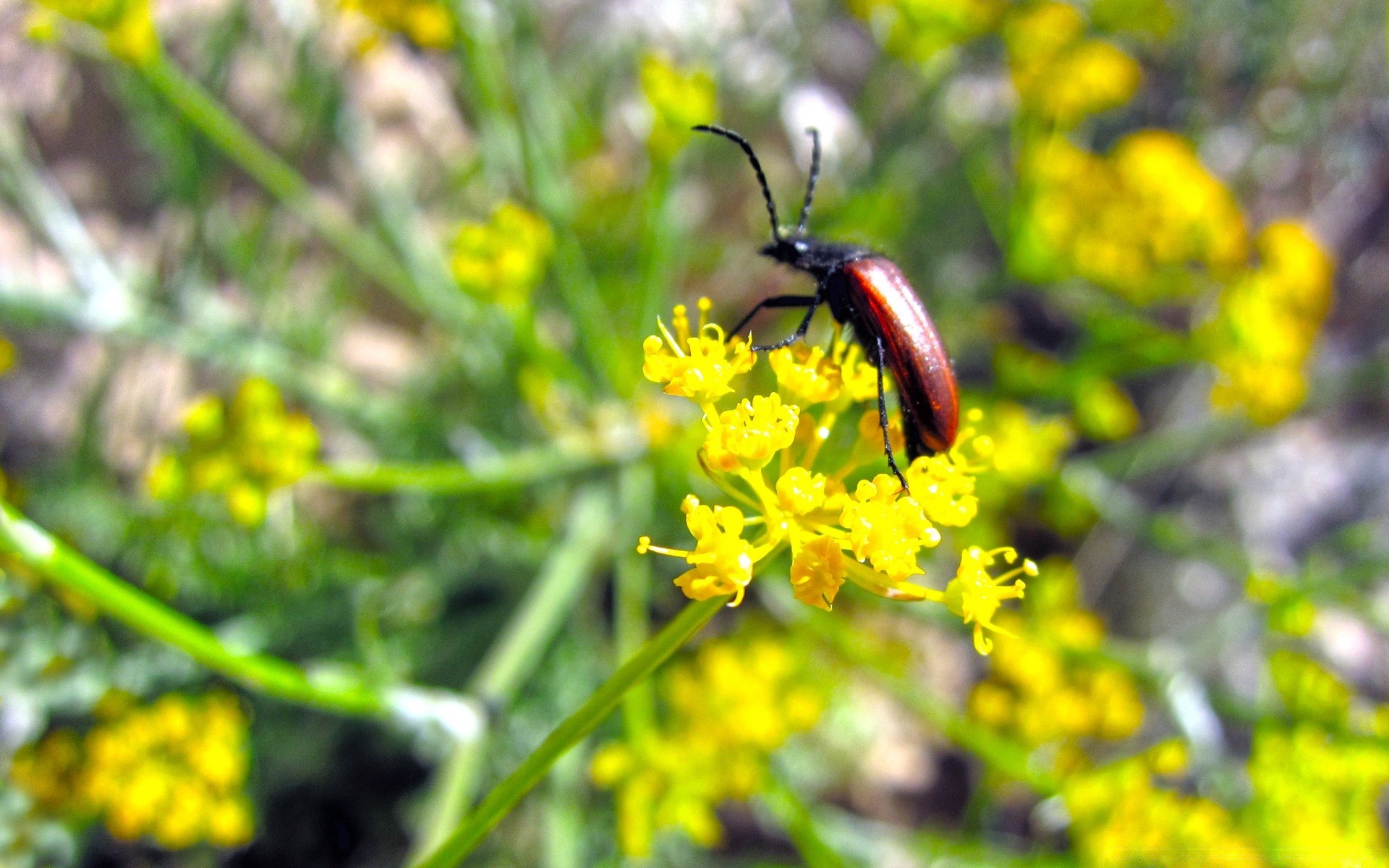 insects insect nature outdoors flower summer flora beetle biology grass invertebrate leaf environment fair weather fly little wild field wildlife bee