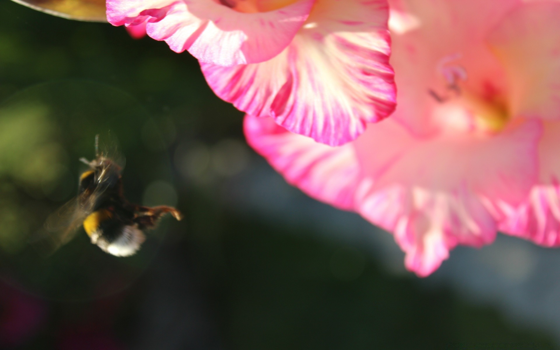 insekten blume natur flora garten sommer blatt blütenblatt blühen blumen im freien unschärfe farbe schön hell zart pollen tropisch liebe